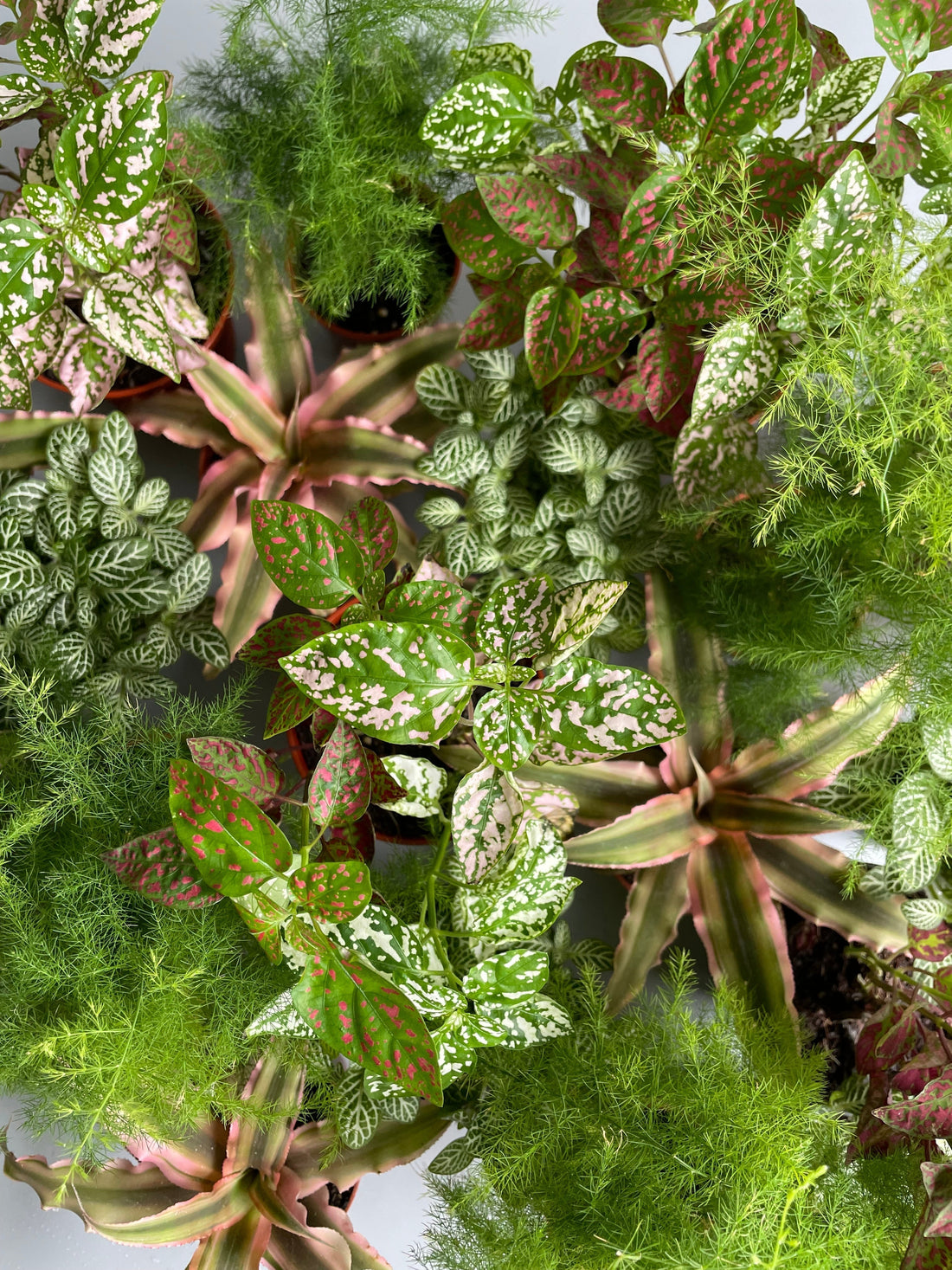 Choosing the Right Plant for Your Closed Terrarium