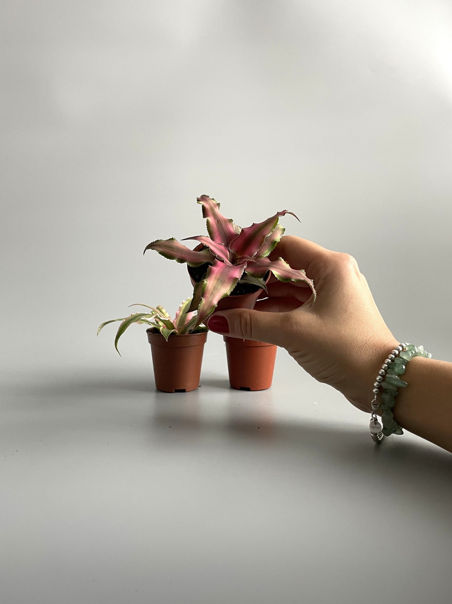 Earth Star Terrarium Plants