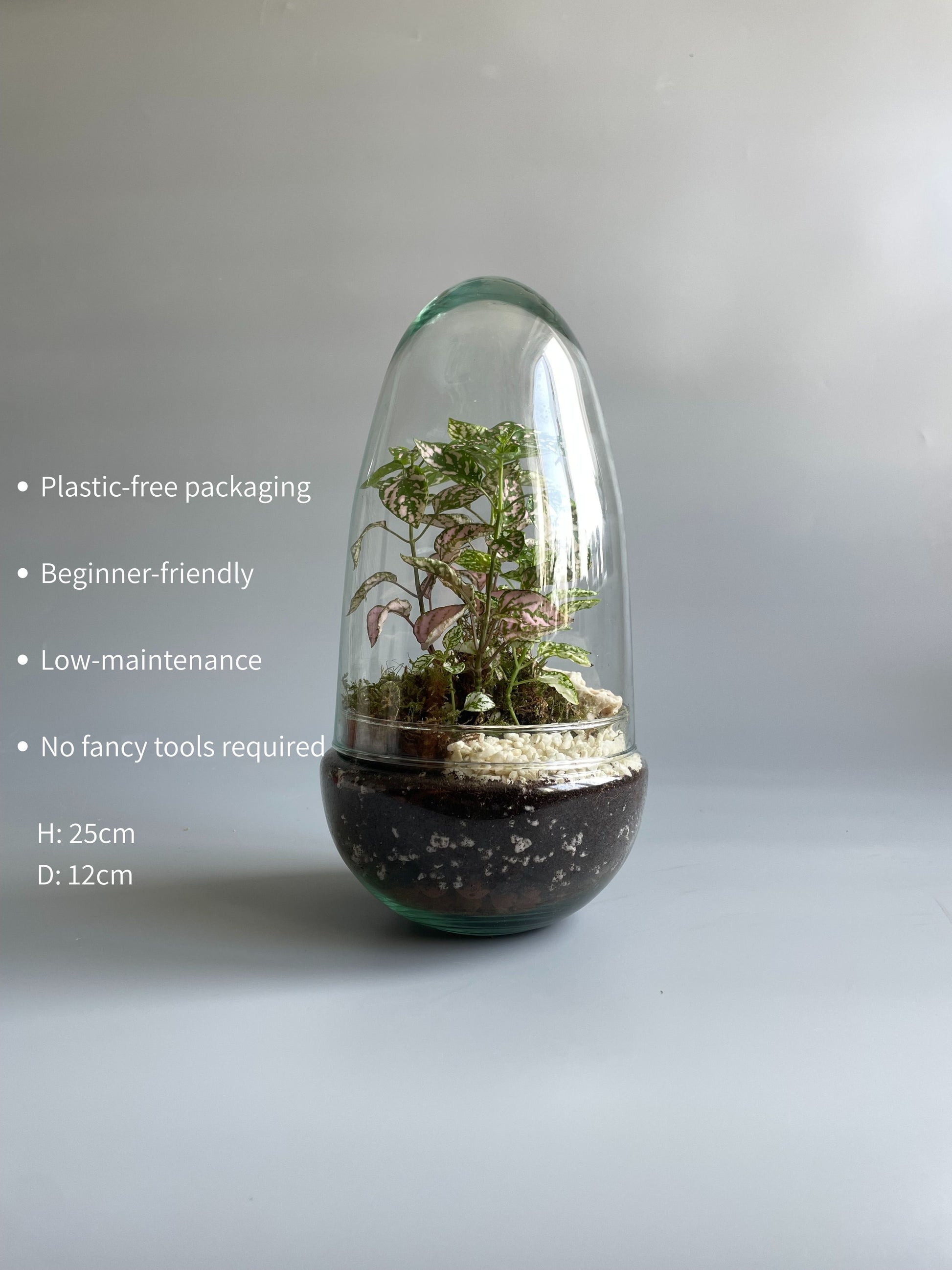 Egg-shaped terrarium with plants