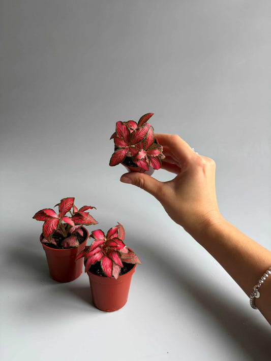 hand holding small forest red fittonia with 2 fittonias red forest flames in the background