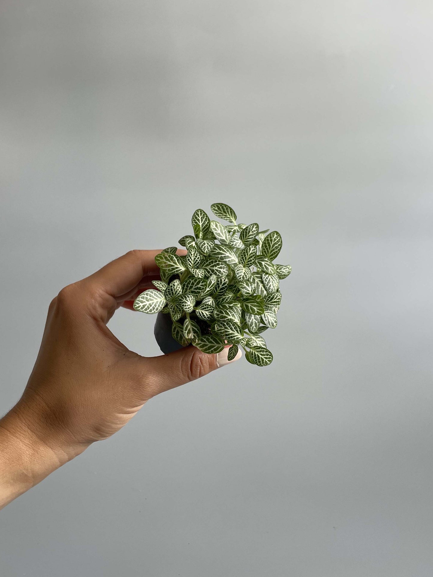 Fittonia plant for terrariums