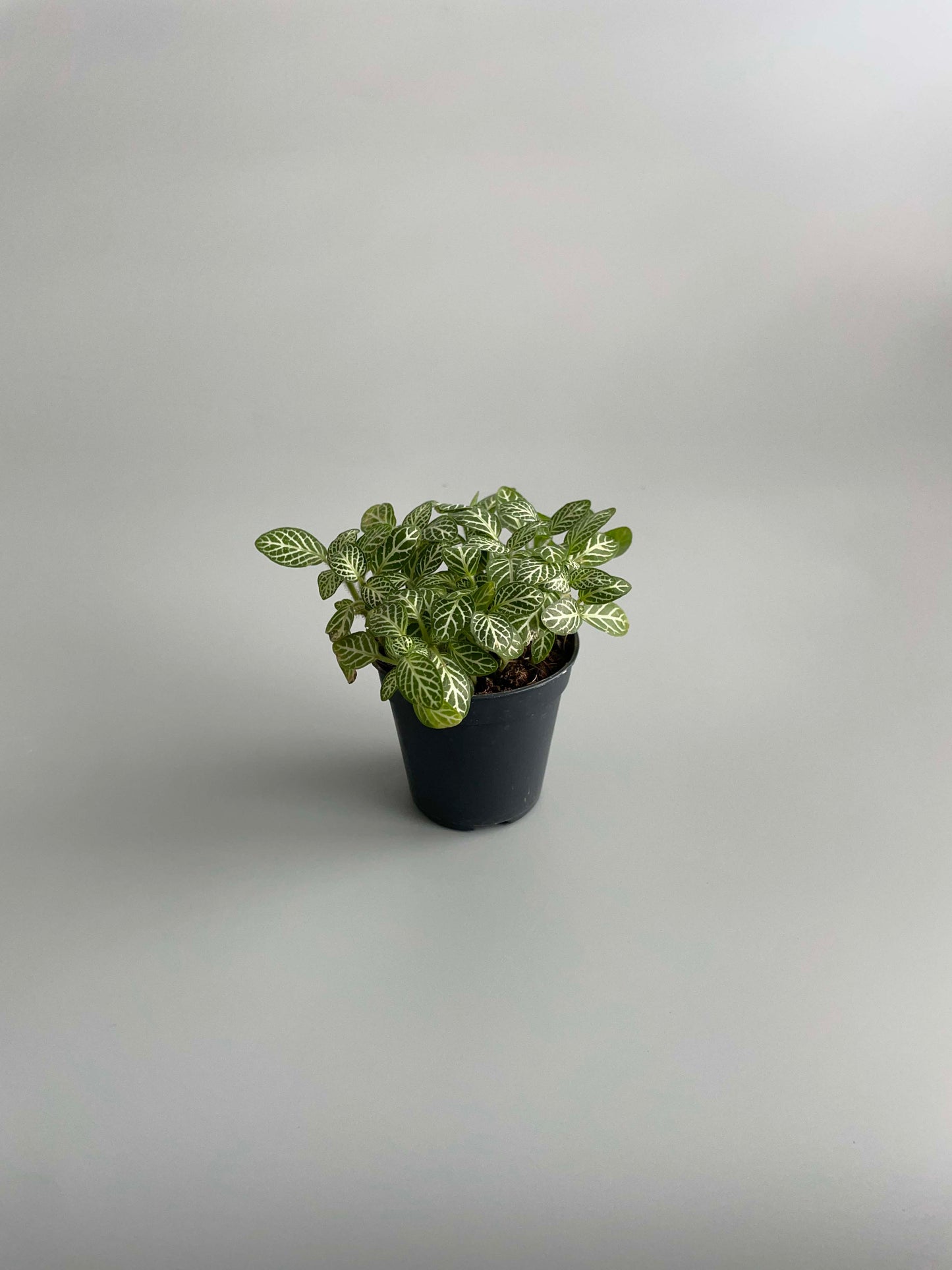 Fittonia plant for terrariums