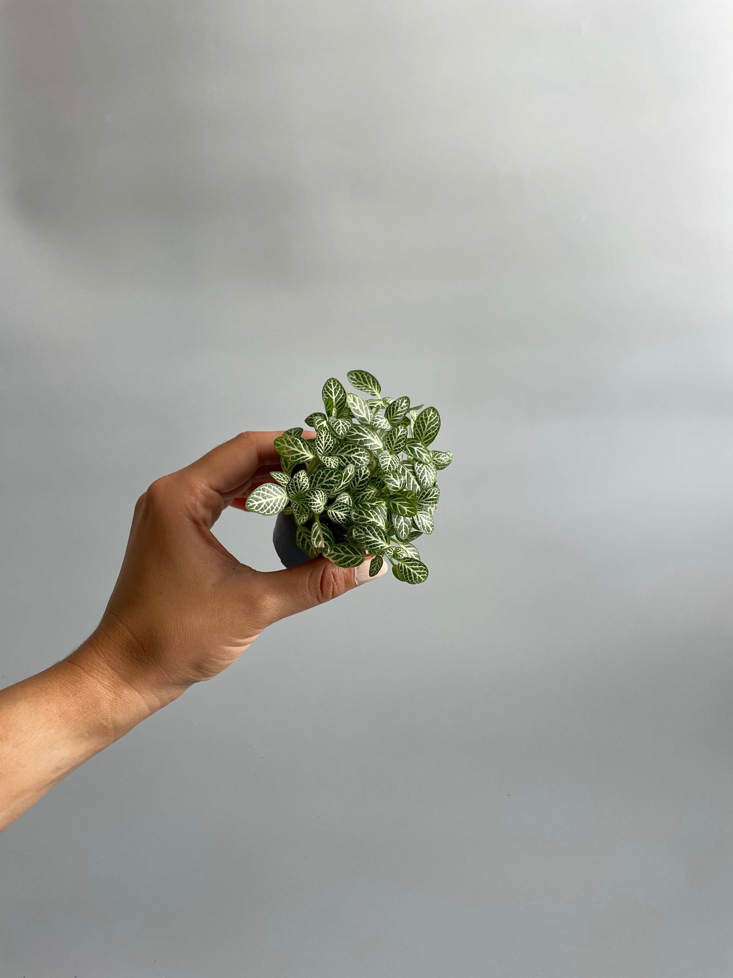 Fittonia plant for terrariums