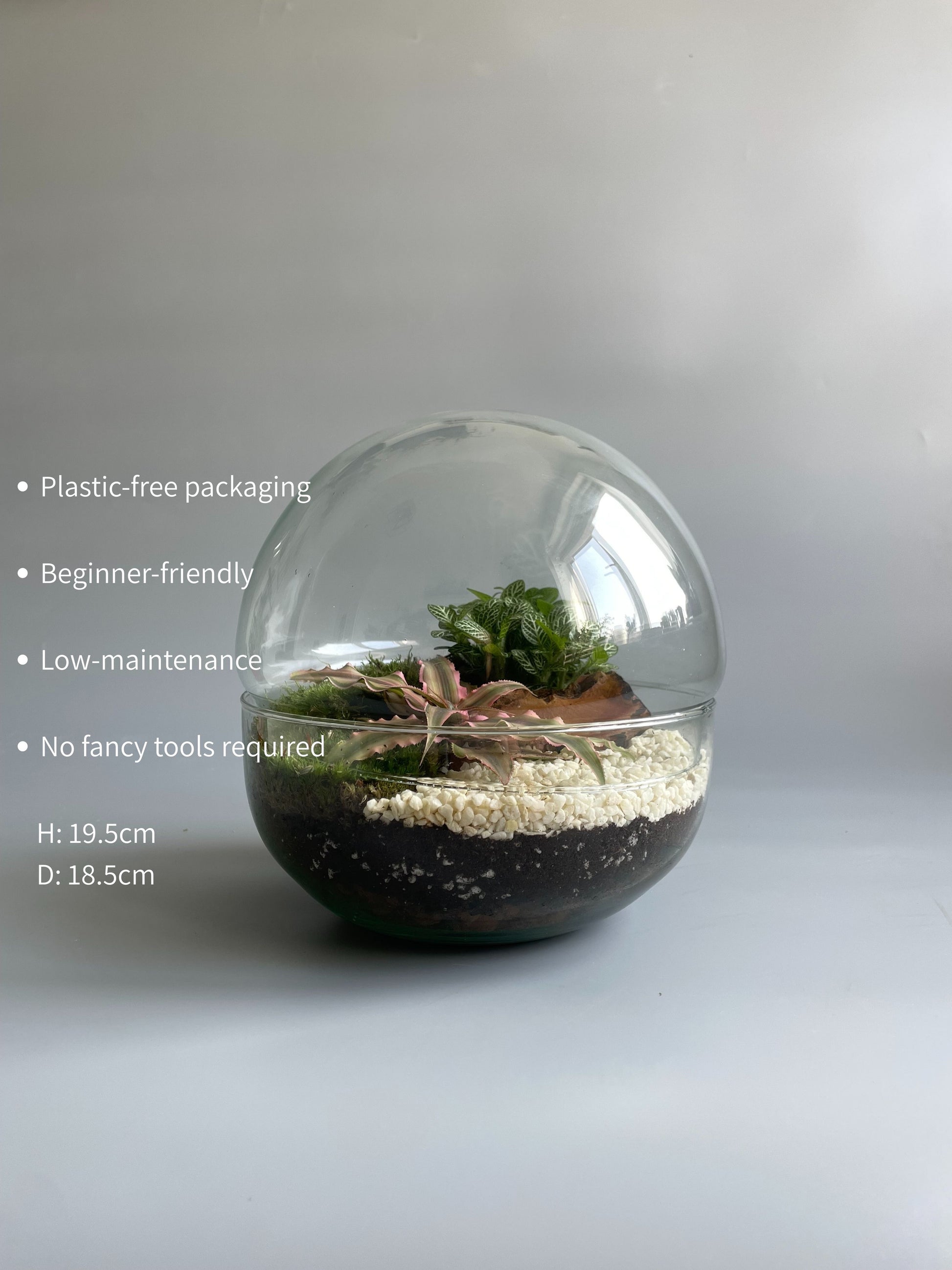 Glass bowl terrarium kit with plants