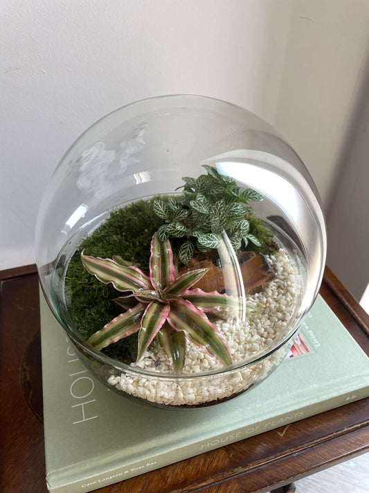 Glass bowl terrarium with plants