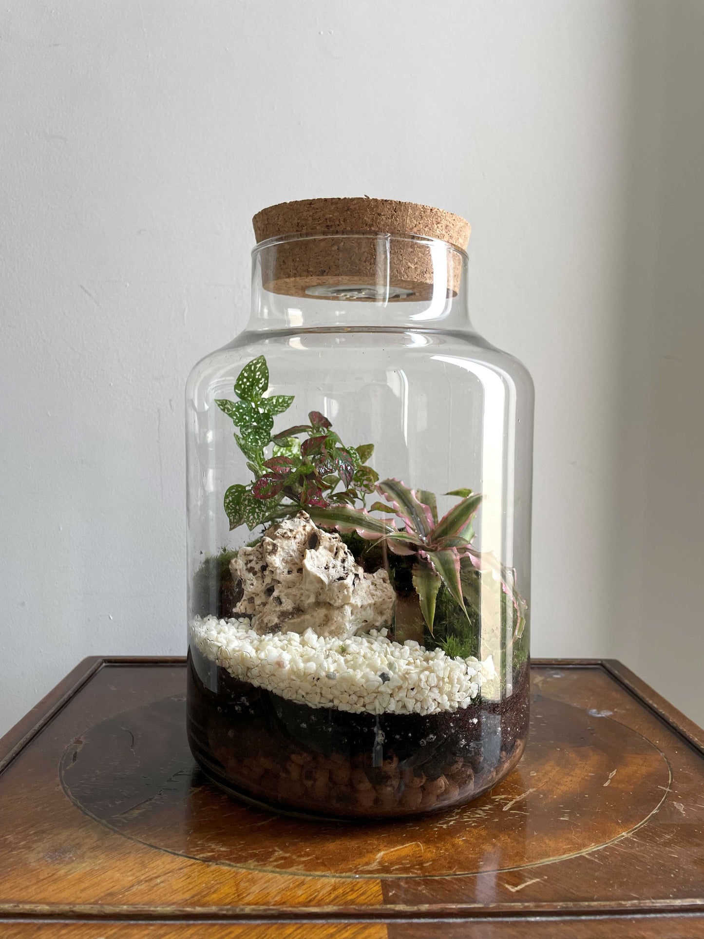 Light-up Terrarium Kit - H: 25.5cm D: 17cm