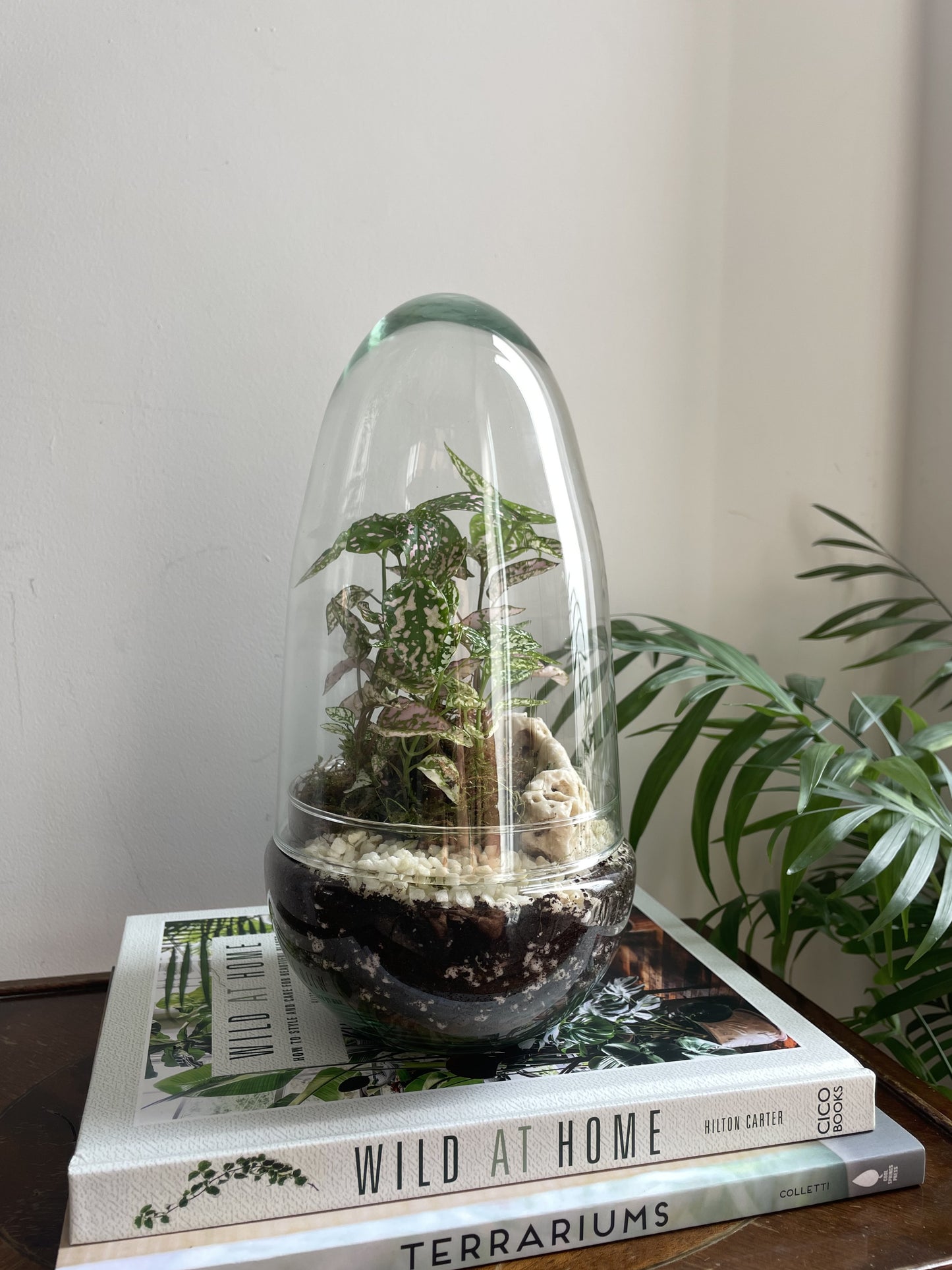 Glass Egg Terrarium Kit - H: 25cm D: 12cm