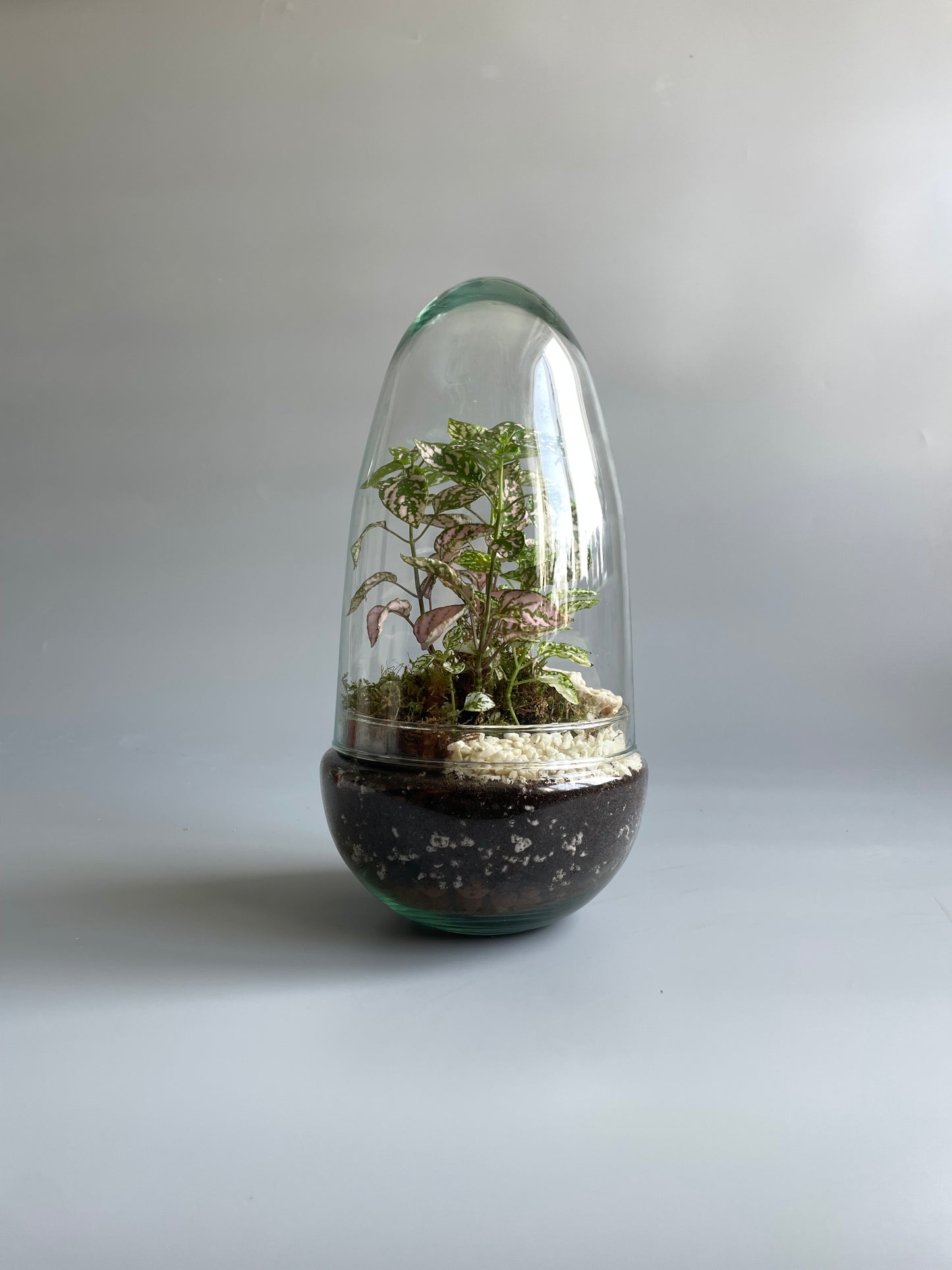 Glass Egg Terrarium Kit - H: 25cm D: 12cm