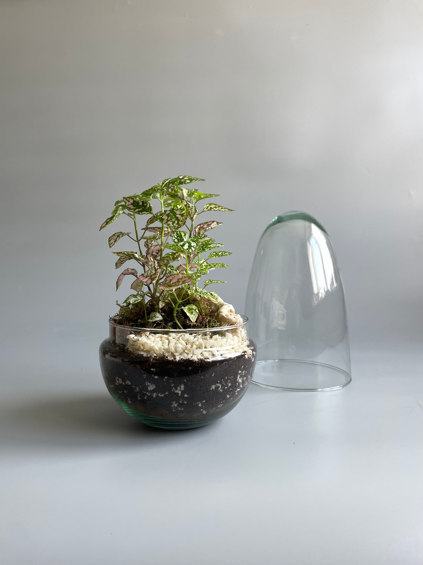 Glass Egg Terrarium Kit - H: 25cm D: 12cm