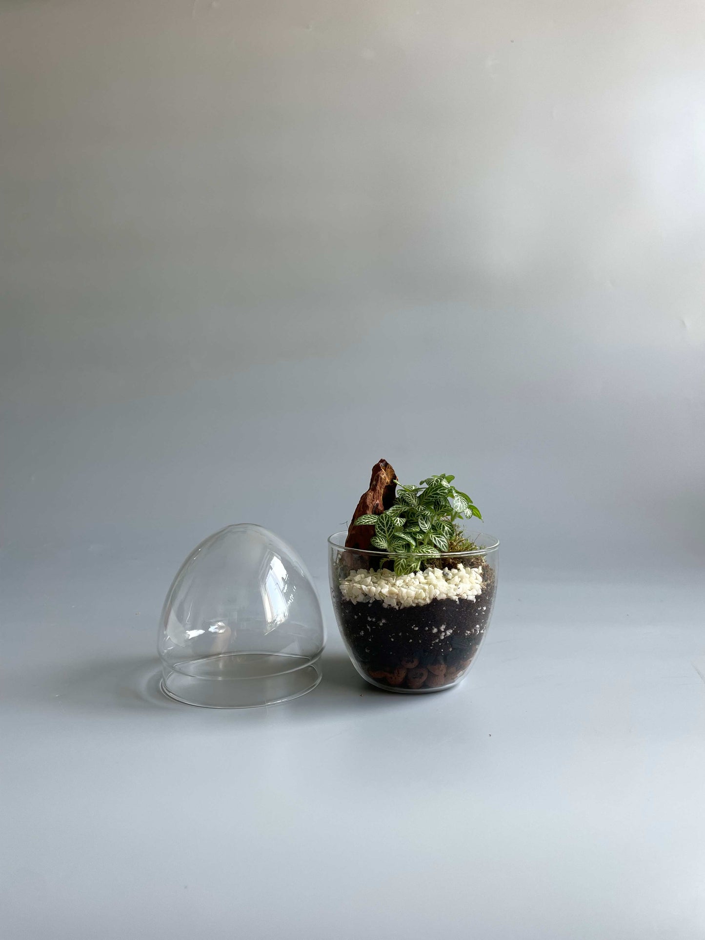 Glass Egg Terrarium Kit - H: 14cm D: 9cm