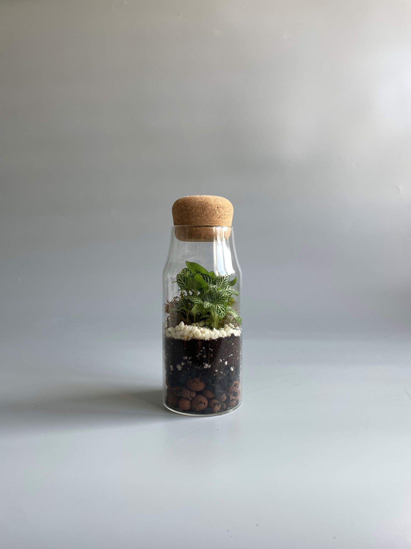 Bottle Terrarium Kit - H: 17cm D: 7cm