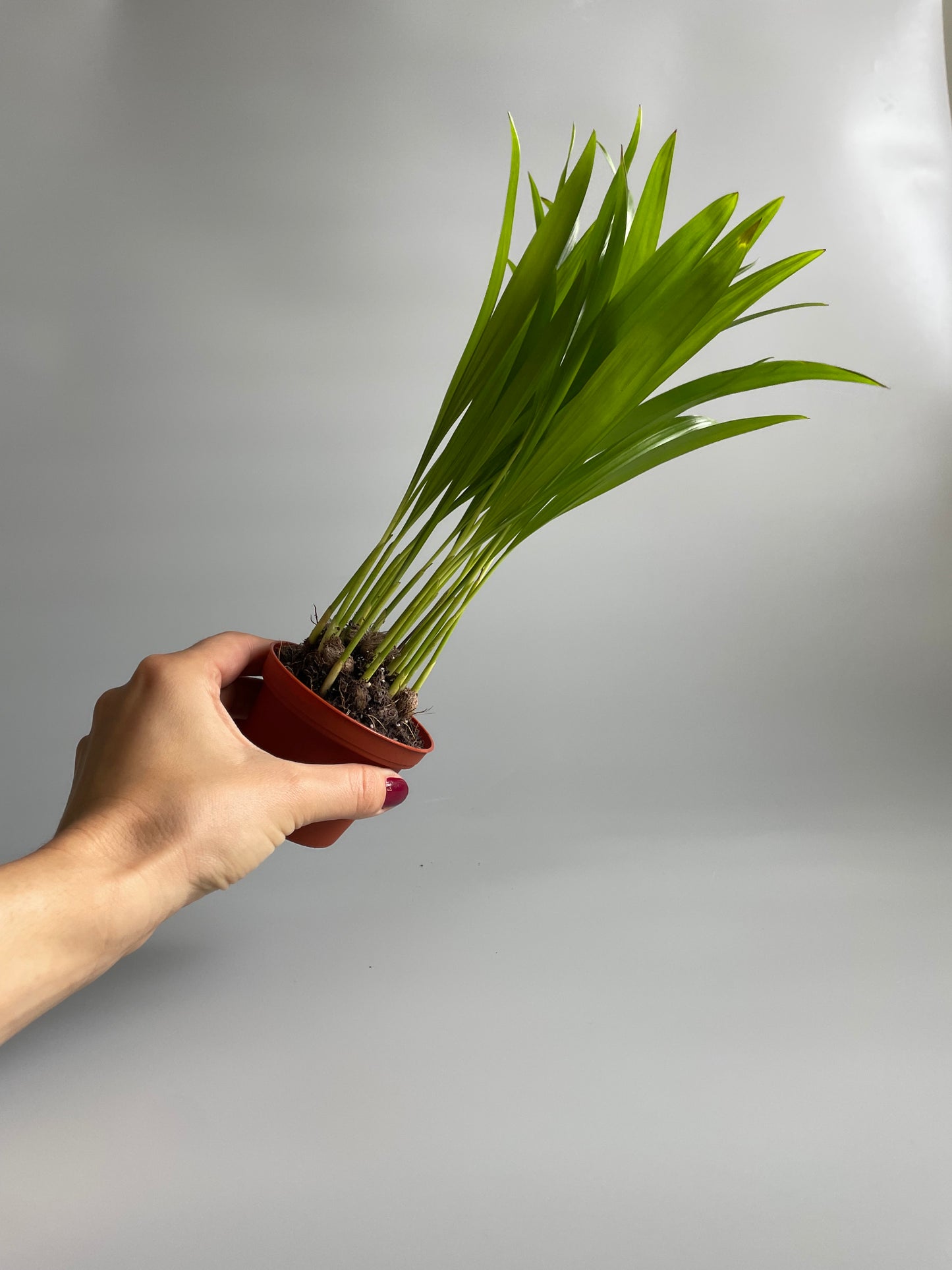 Baby Areca Palm