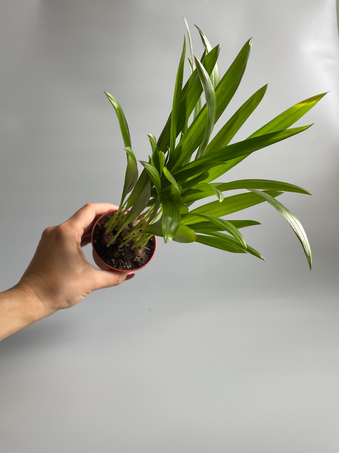 Baby Areca Palm
