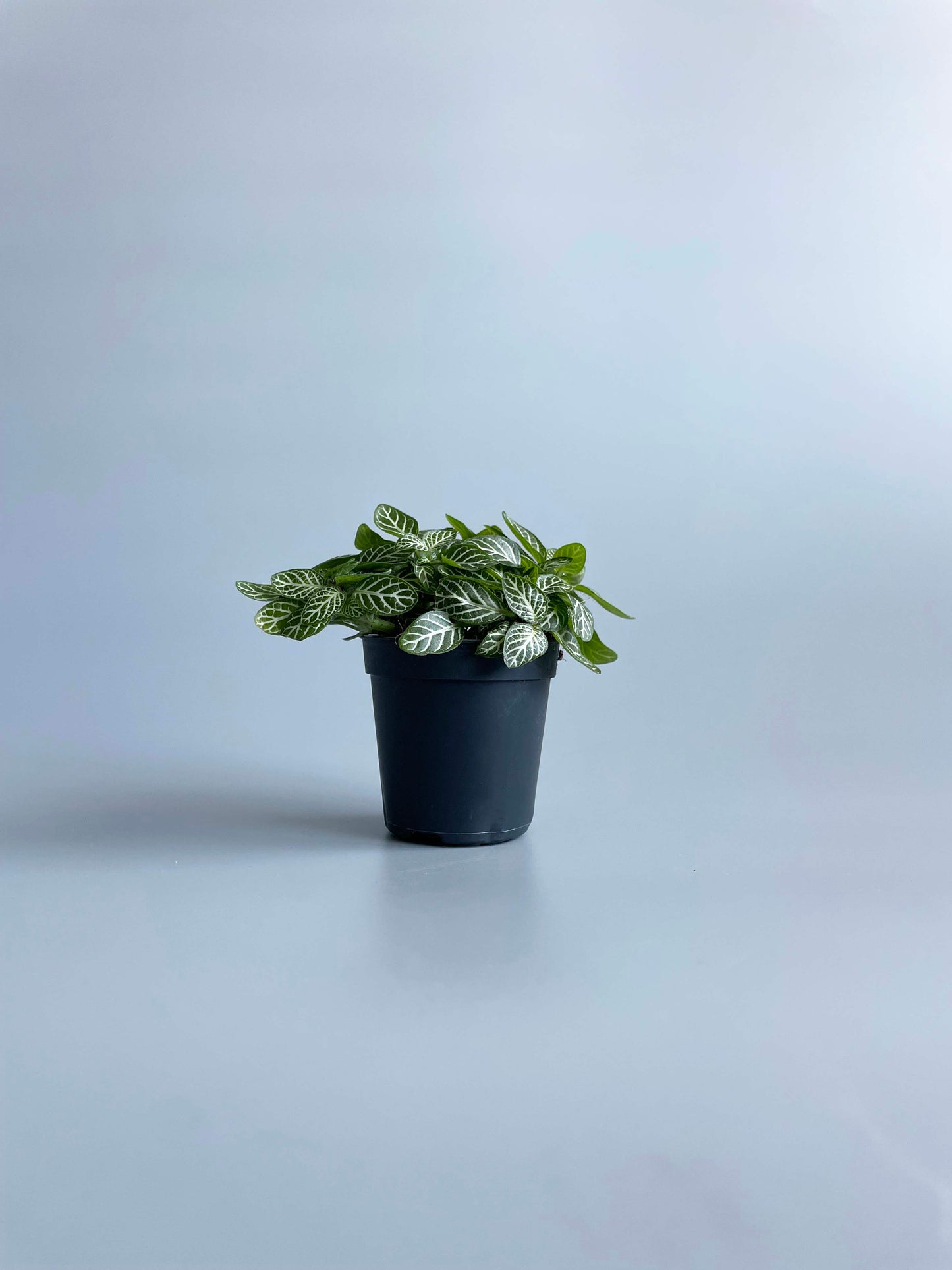 Fittonia Verschaffeltii - Mosaic Plant