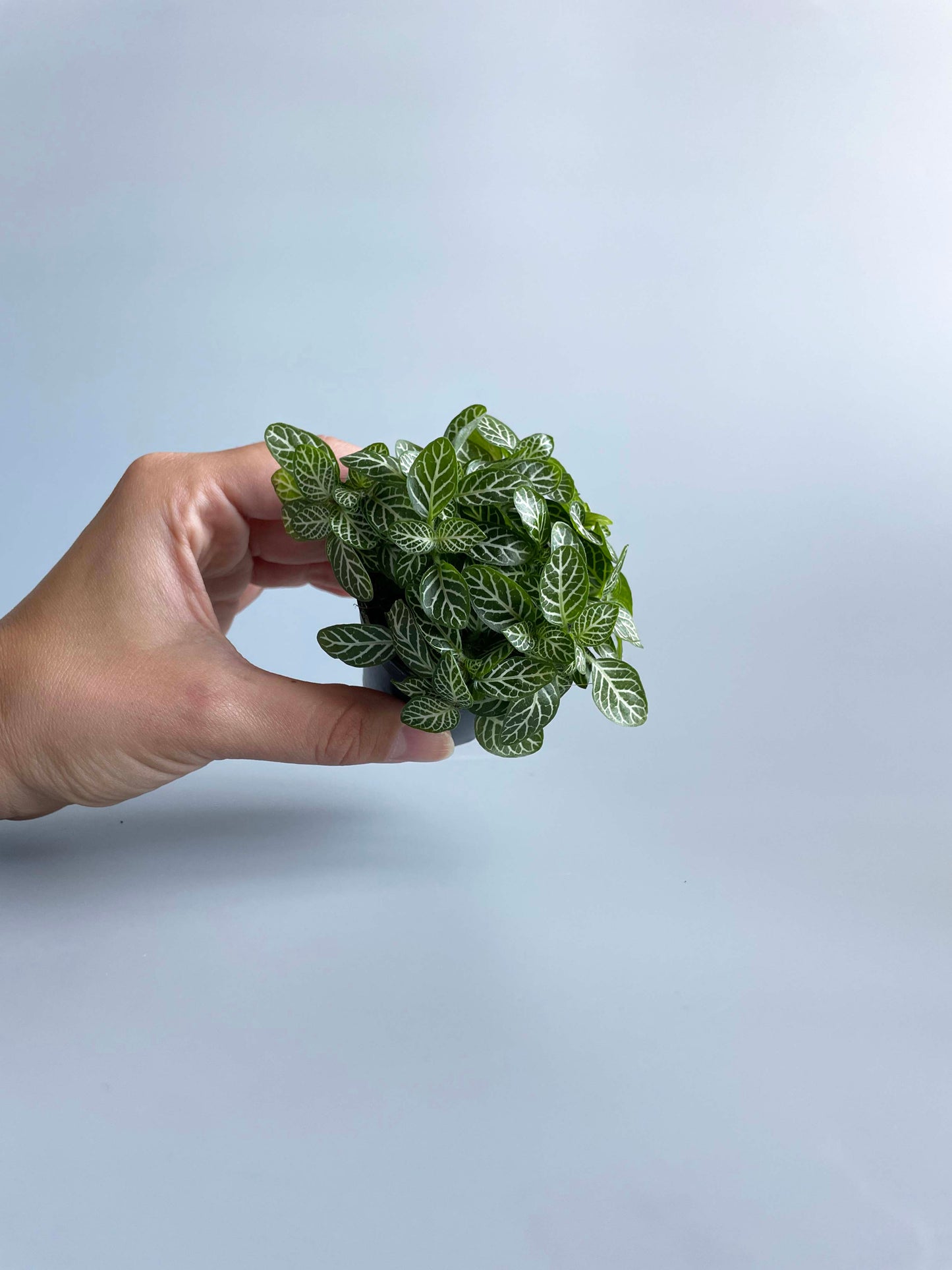 Fittonia Verschaffeltii - Mosaic Plant