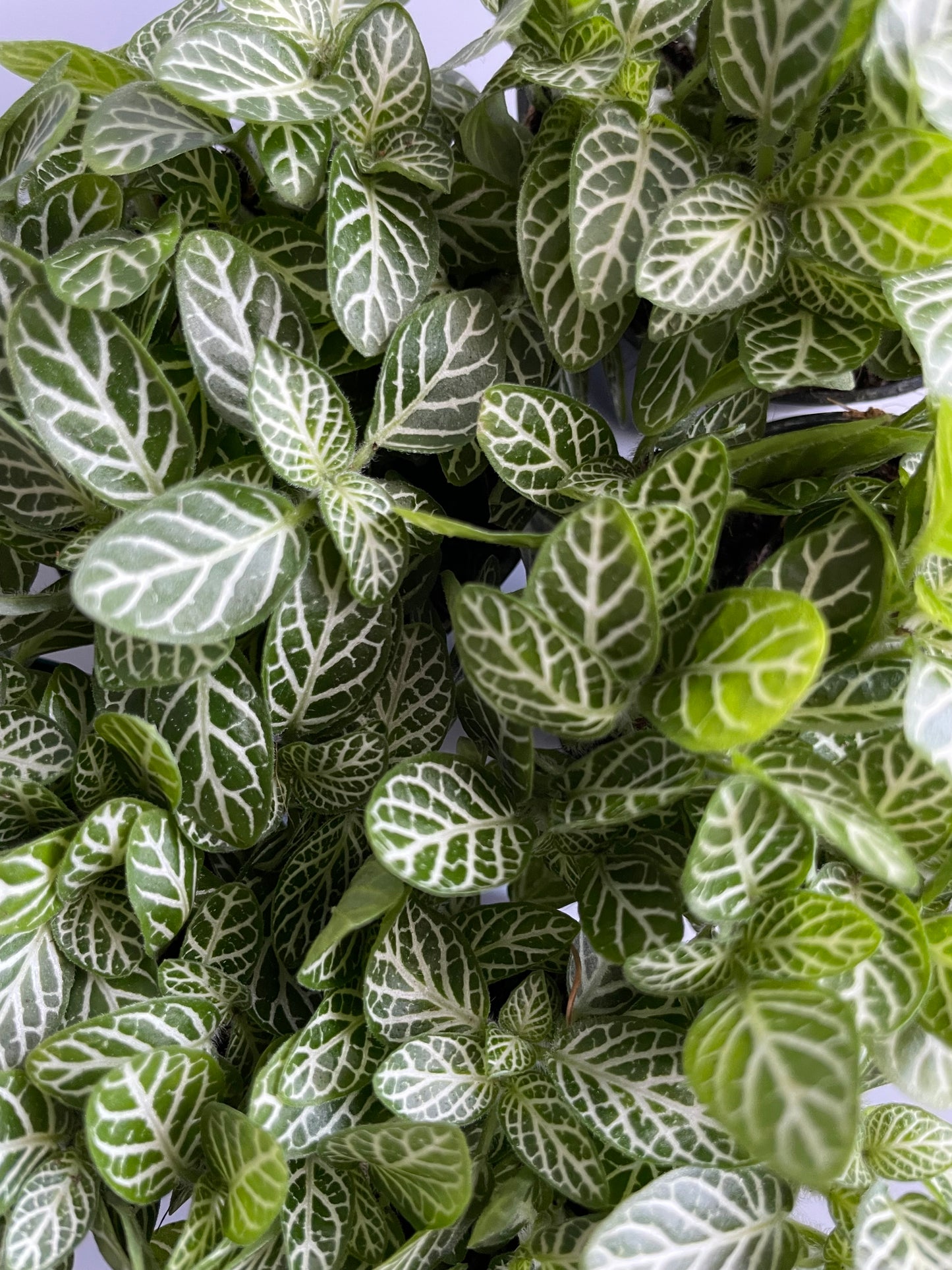 Fittonia Verschaffeltii - Mosaic Plant