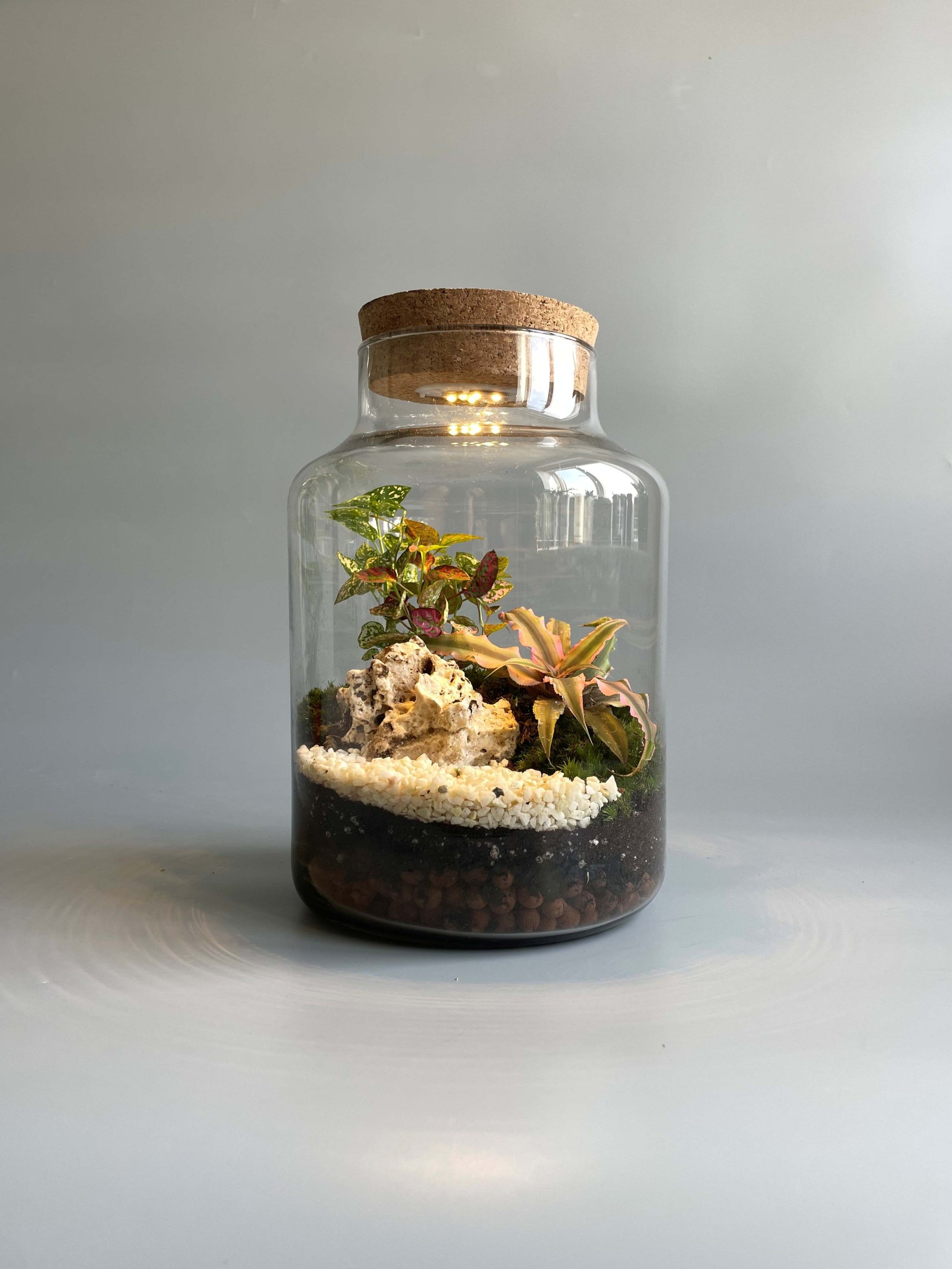 Large terrarium container with plants and light