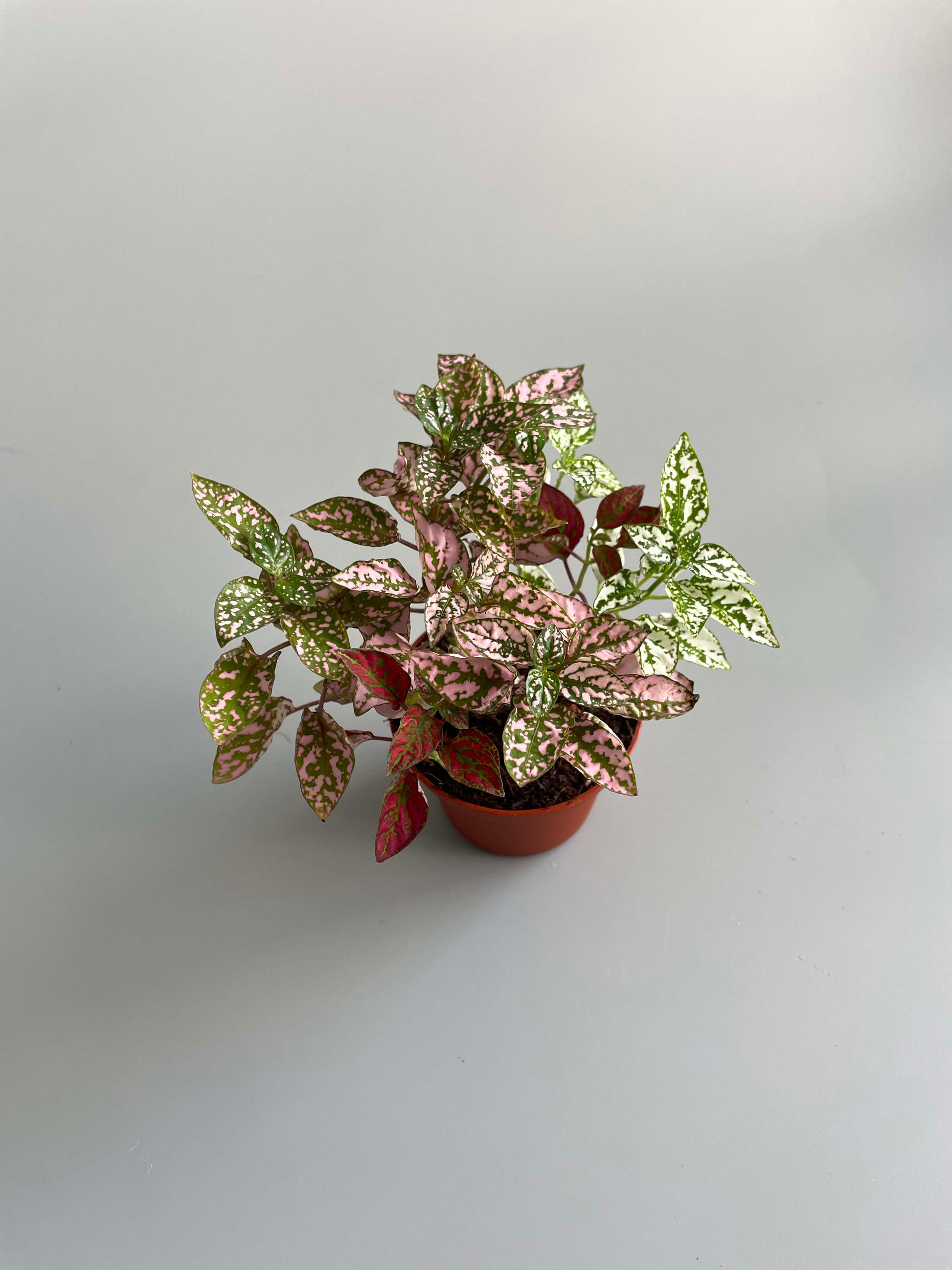 Polka dot terrarium plant