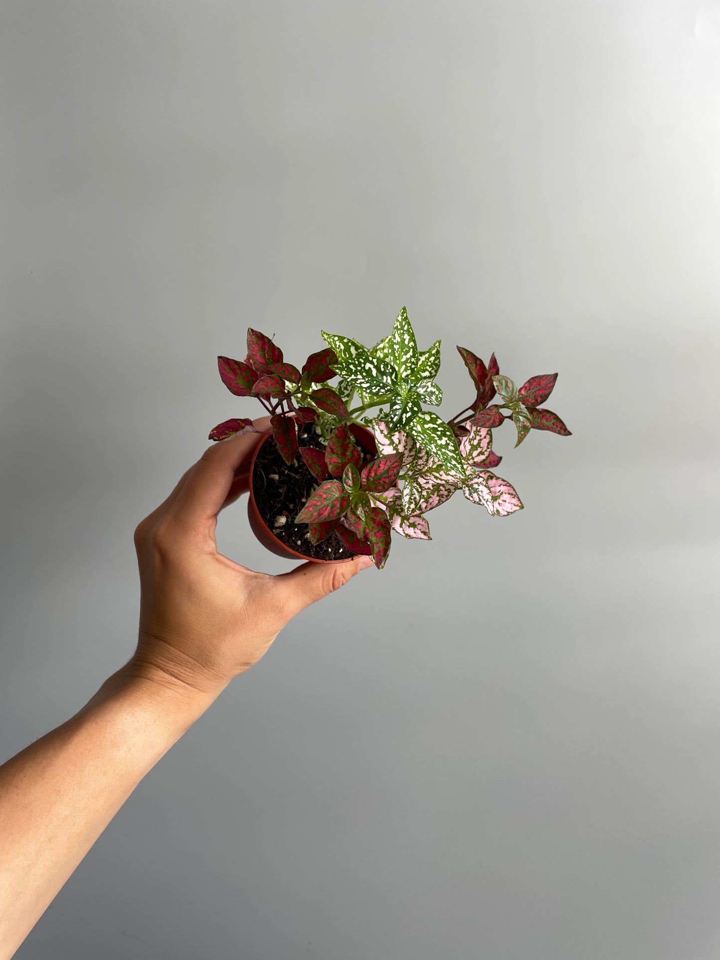 Polka dot terrarium plant