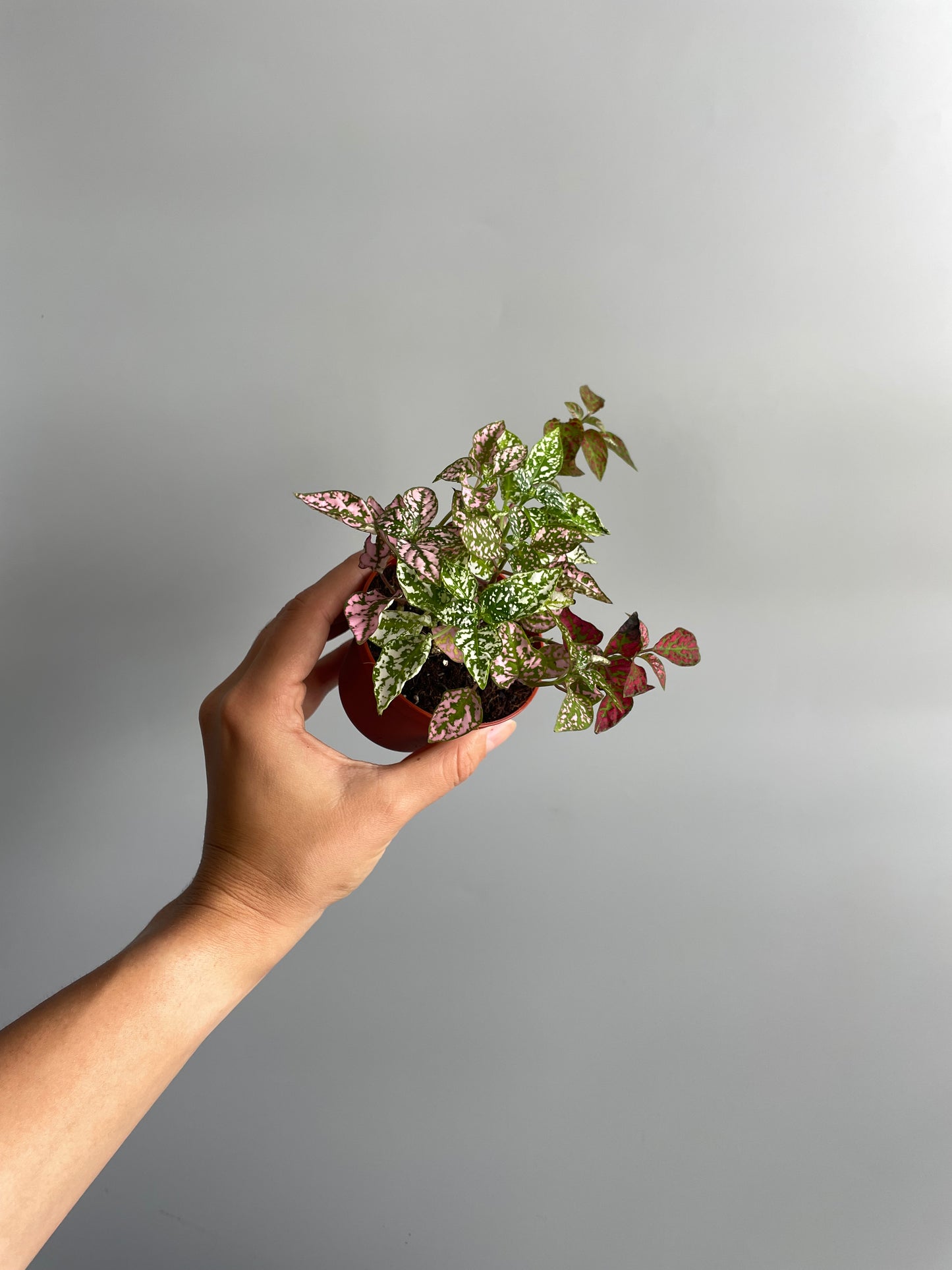 Polka dot terrarium plant
