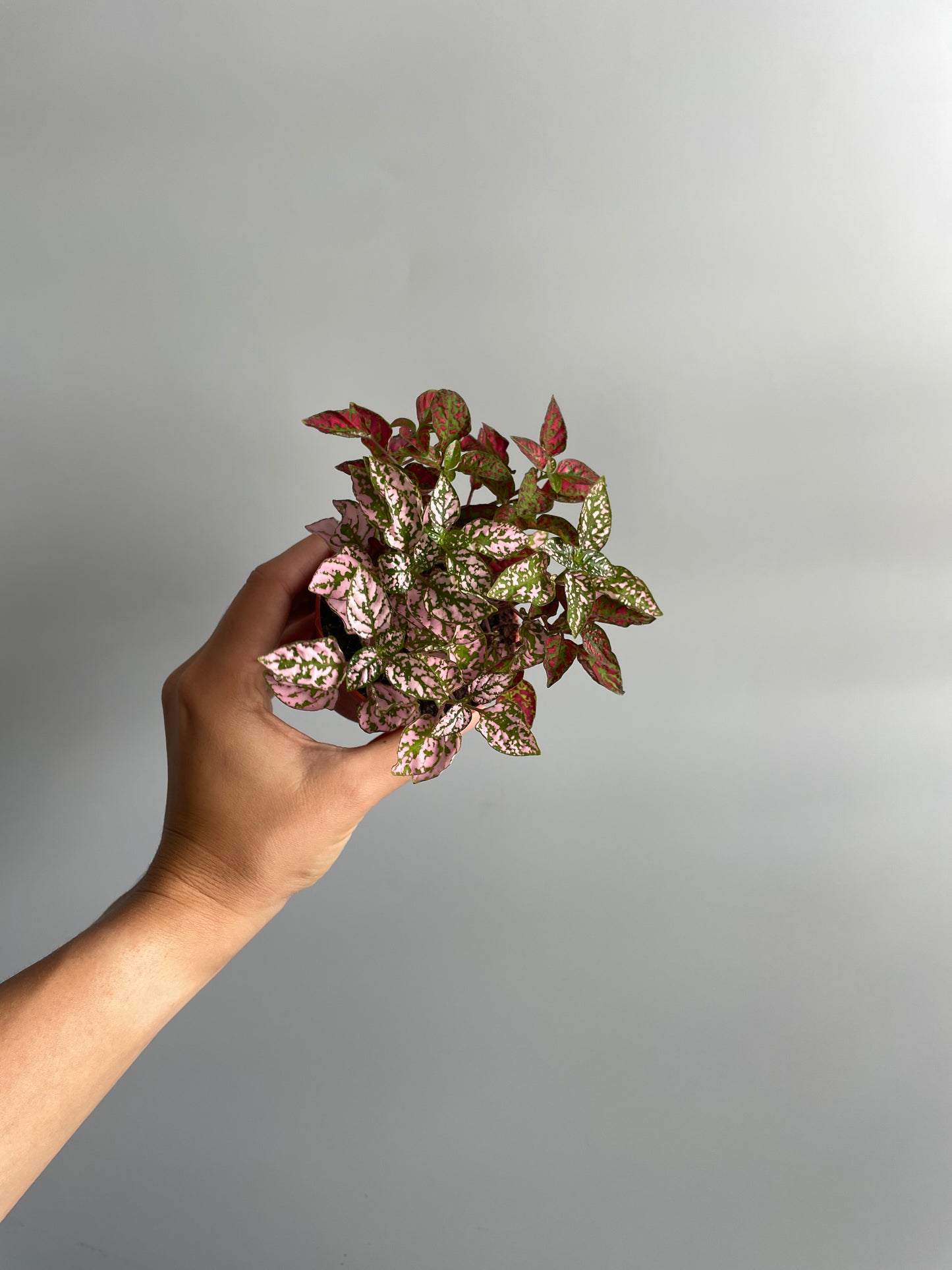 Polka dot terrarium plant 4