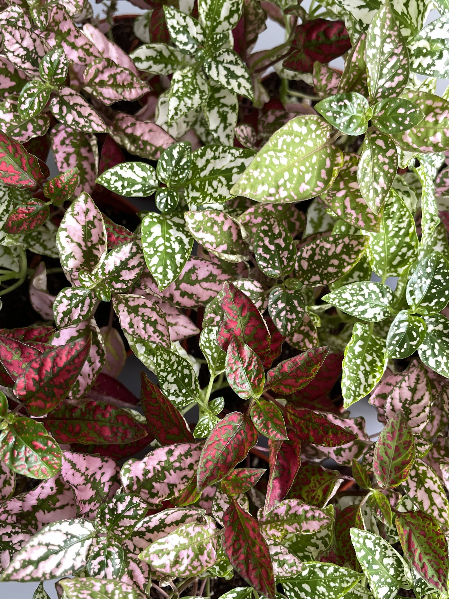 Polka dot terrarium plants