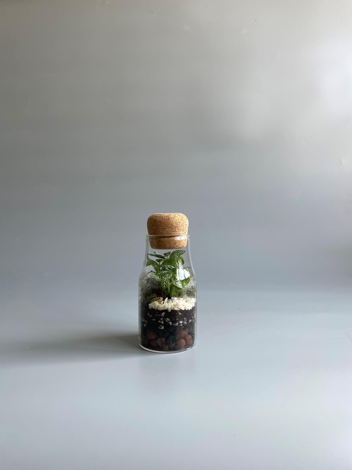 Small bottle terrarium with plants against a light grey background