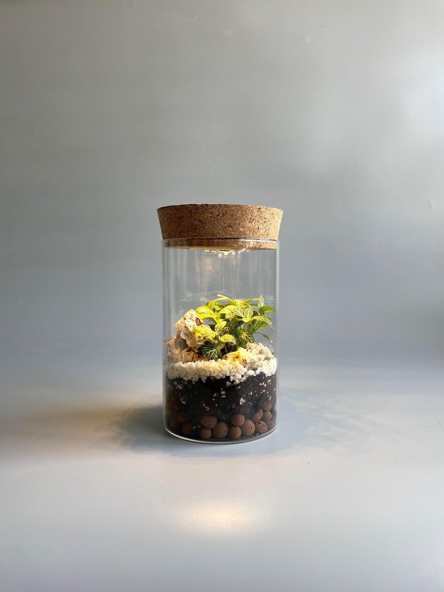 Light-up Terrarium Container - H:18cm D:10cm