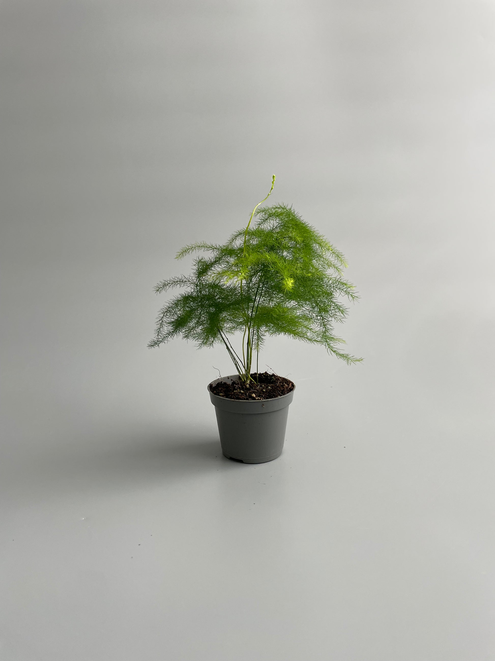 asparagus fern