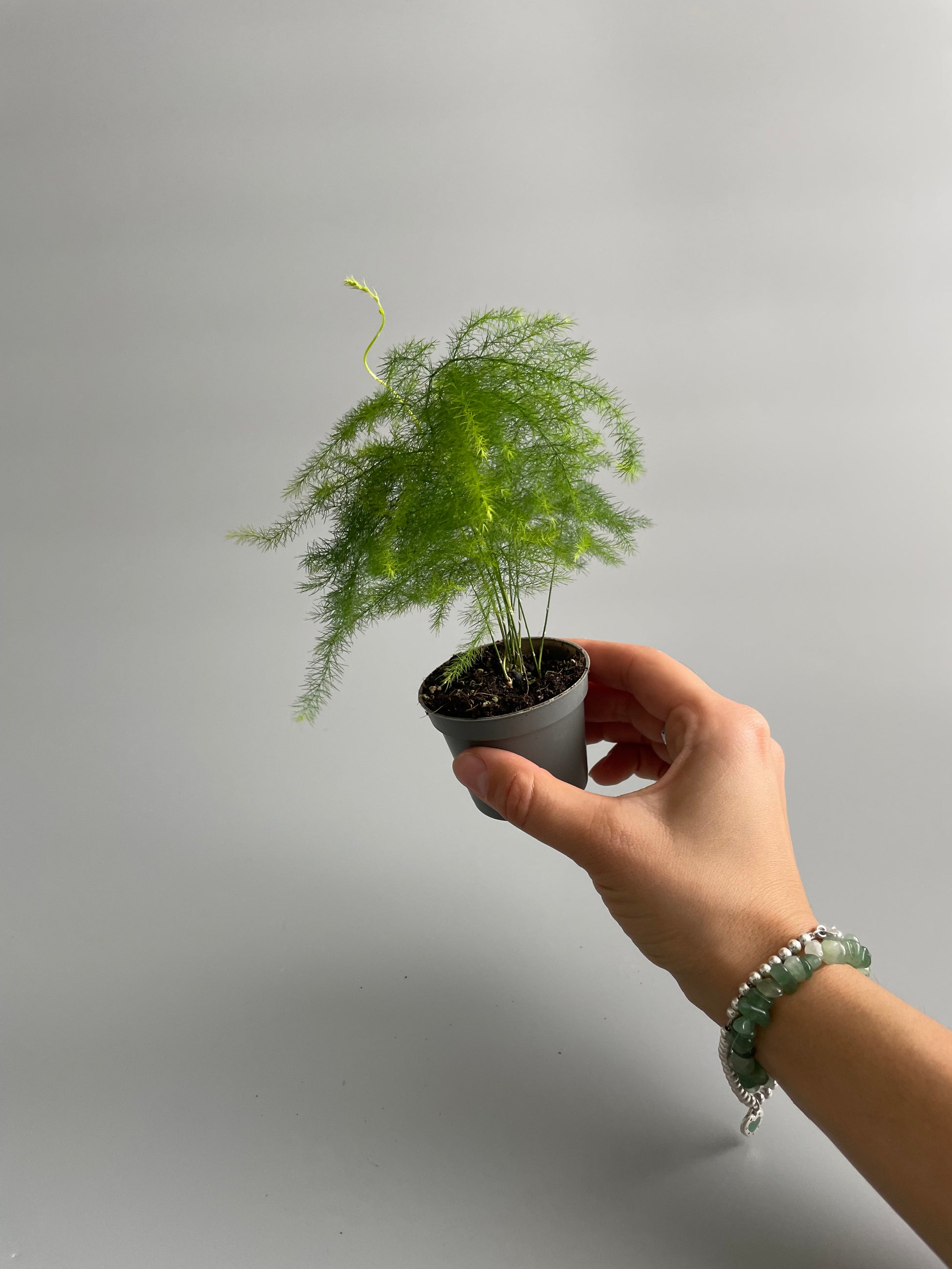 asparagus fern