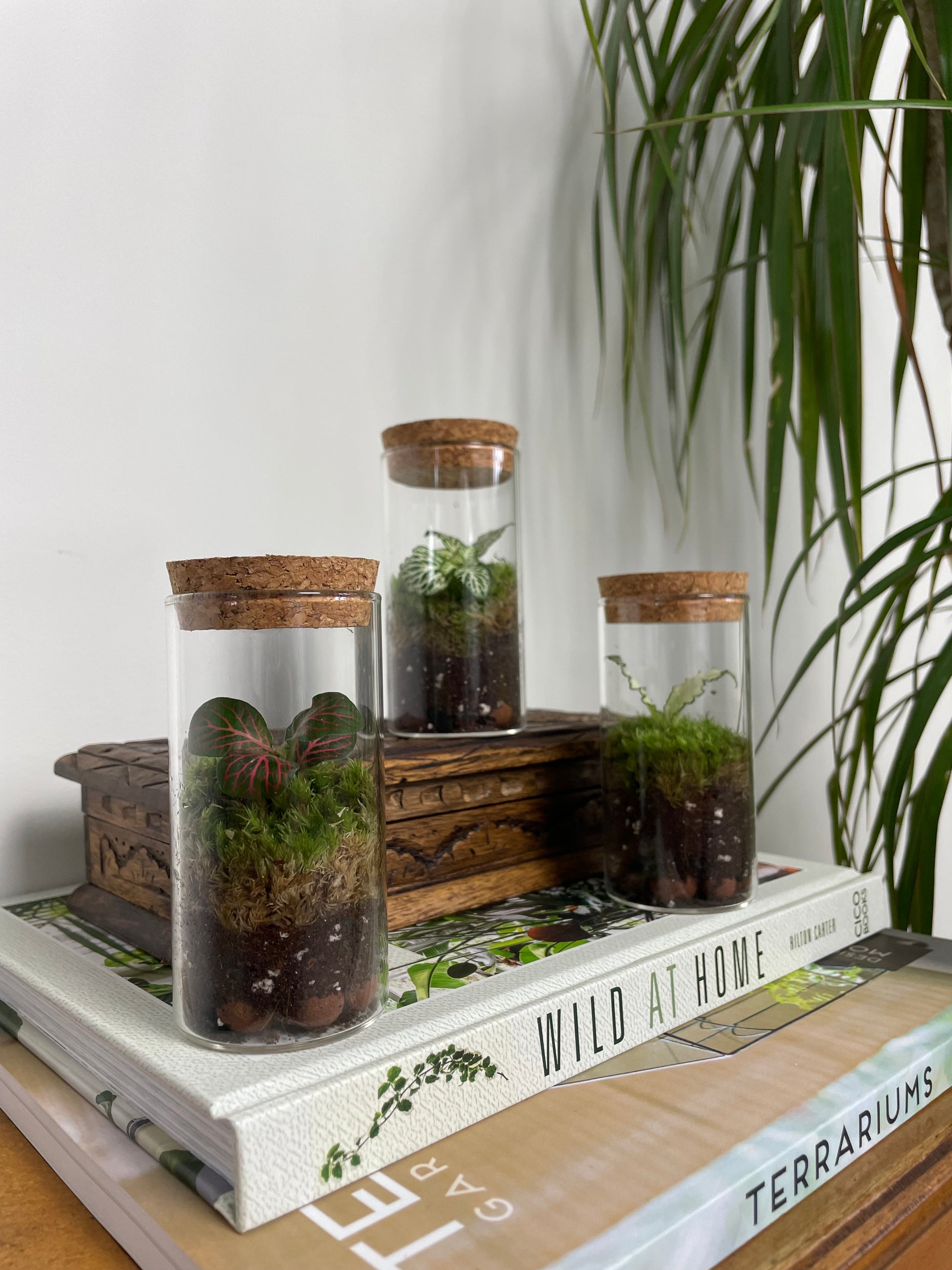 Mini terrarium