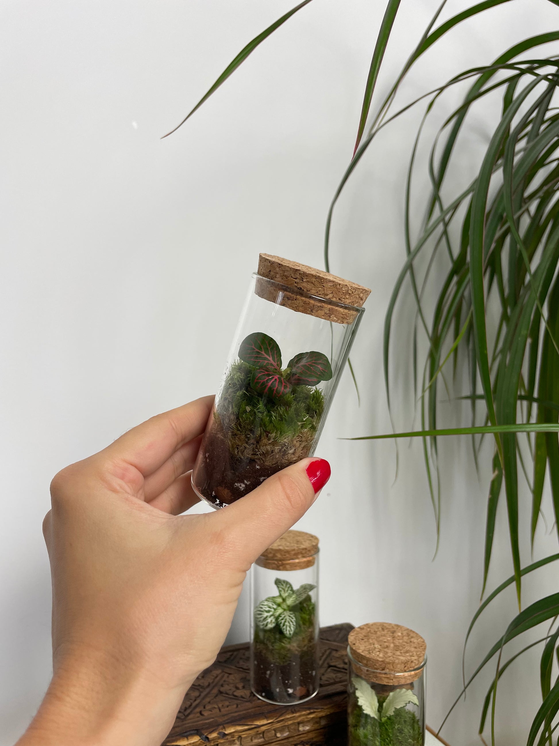 Mini terrarium