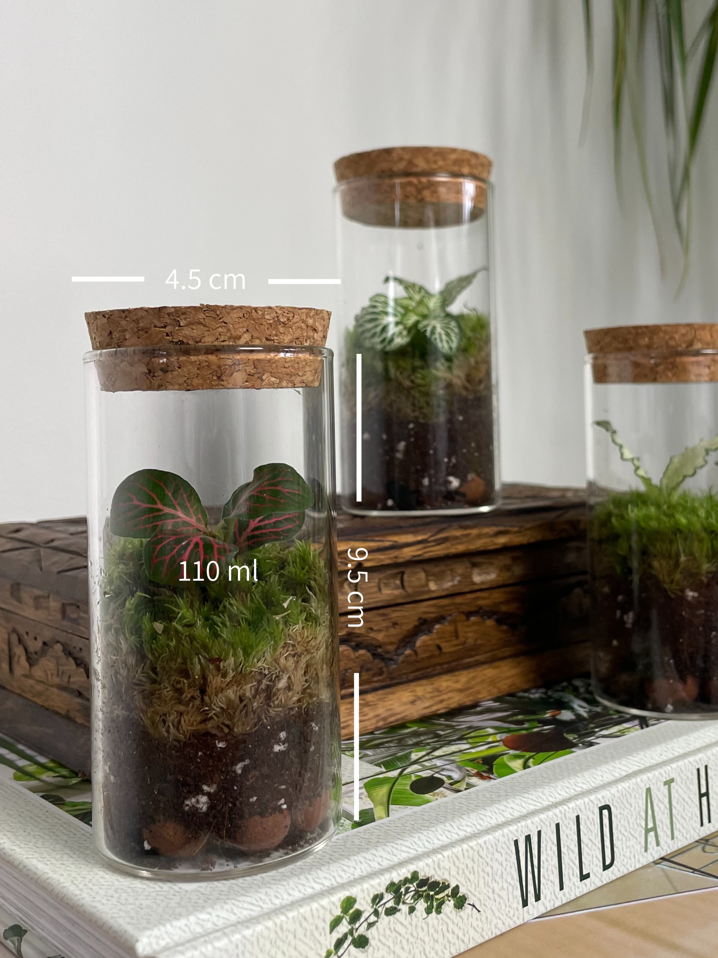 Mini terrarium