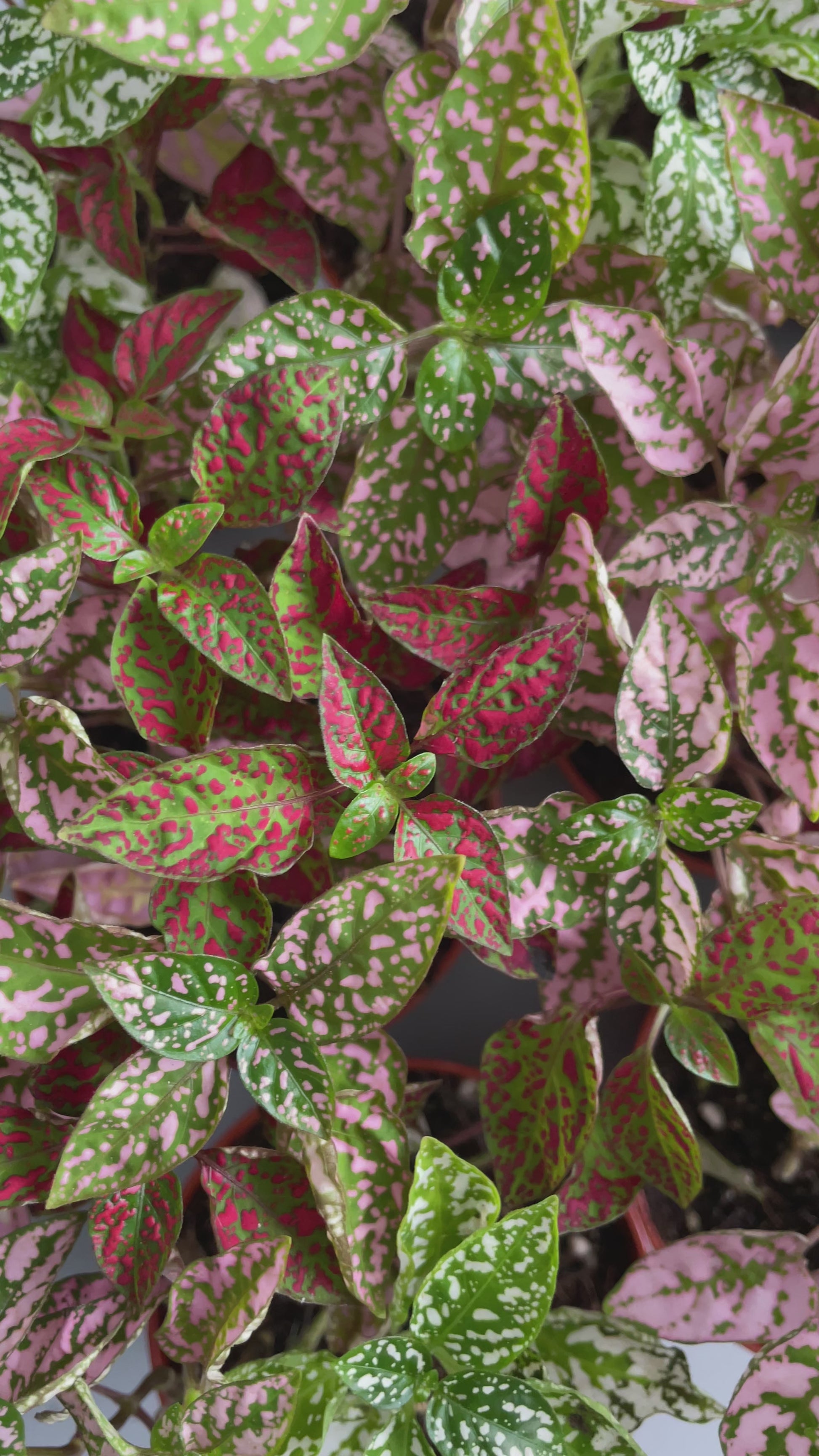 Polka dot terrarium plants