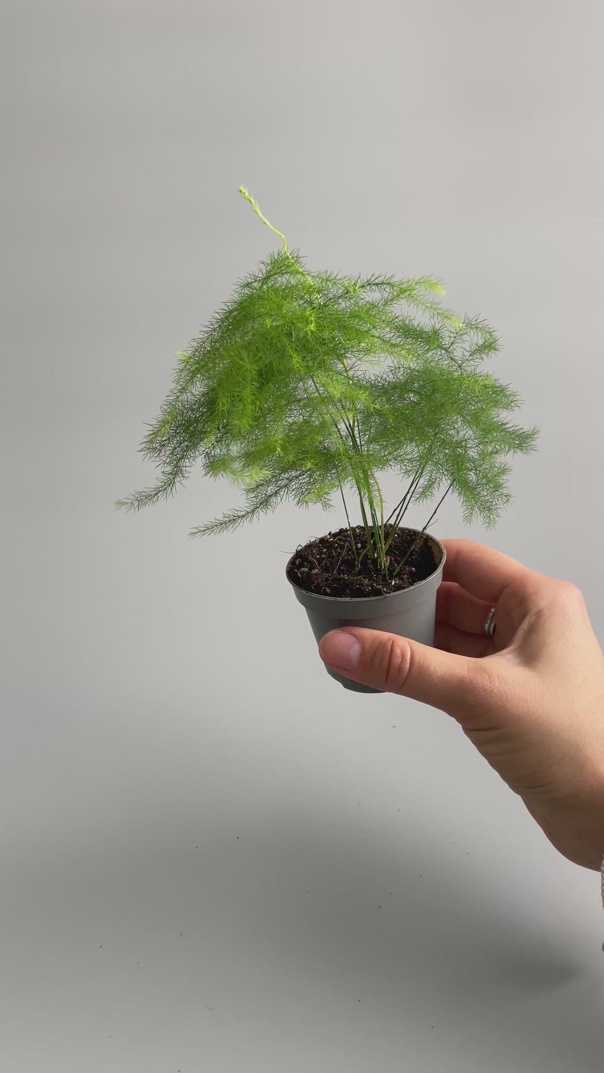 asparagus fern