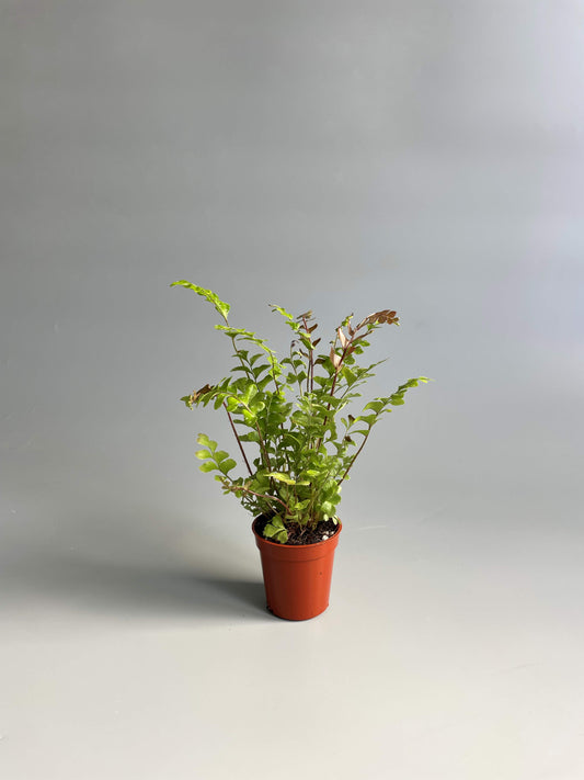 potted terrarium fern