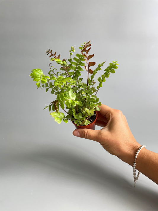 Hand holding a small potted terrarium plant against a plain background