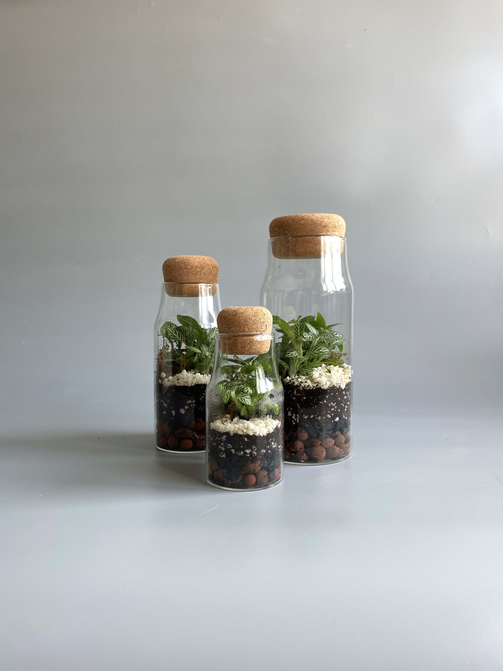 three bottle terrariums