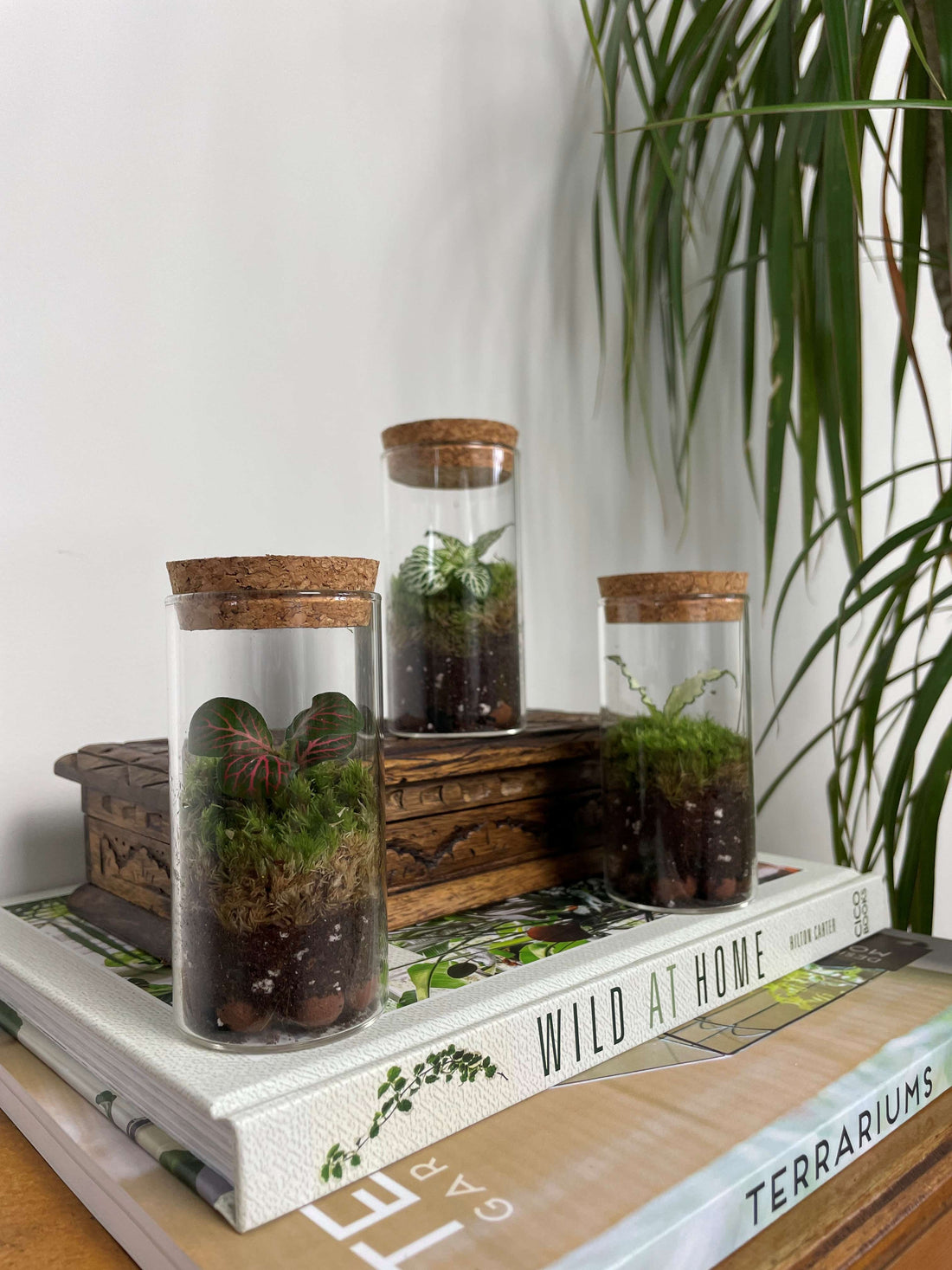 Bring Nature Home with Terrariums in 2026