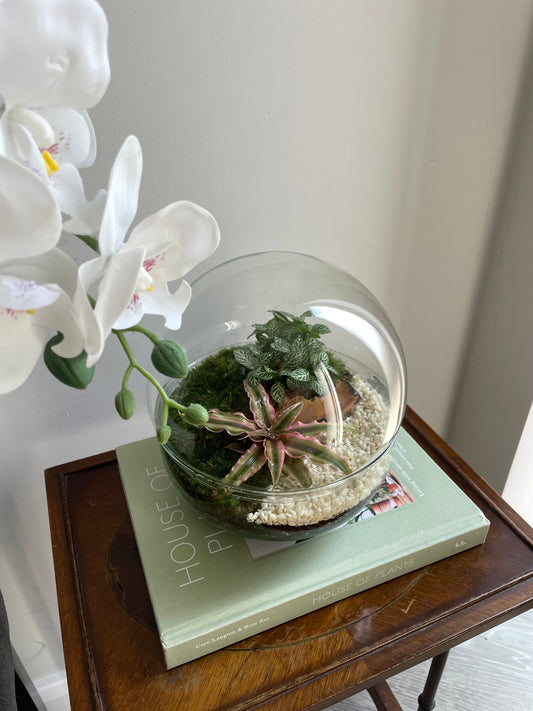 Glass bowl terrarium 