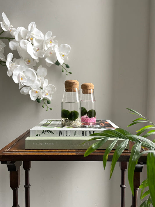 Marimo Moss Balls