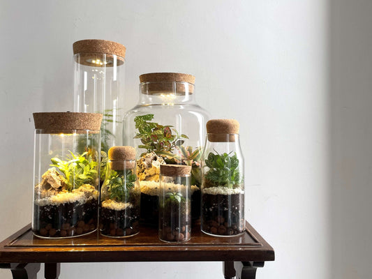 Terrariums 