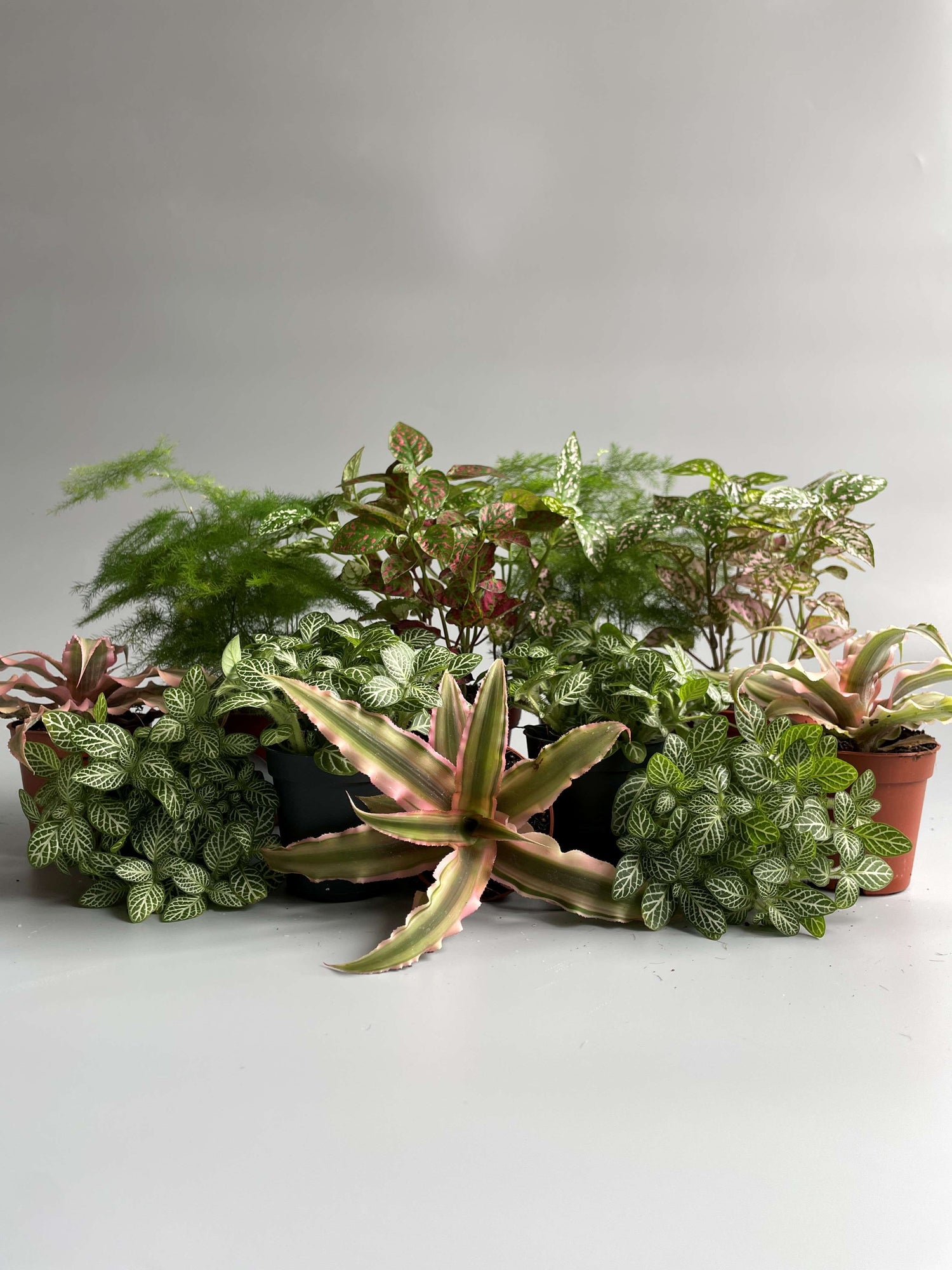 Terrarium Plants