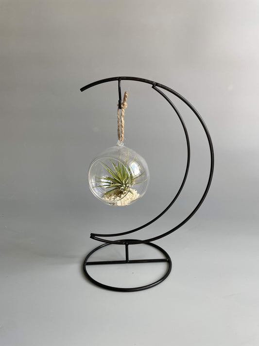 Air Plant Hanger 