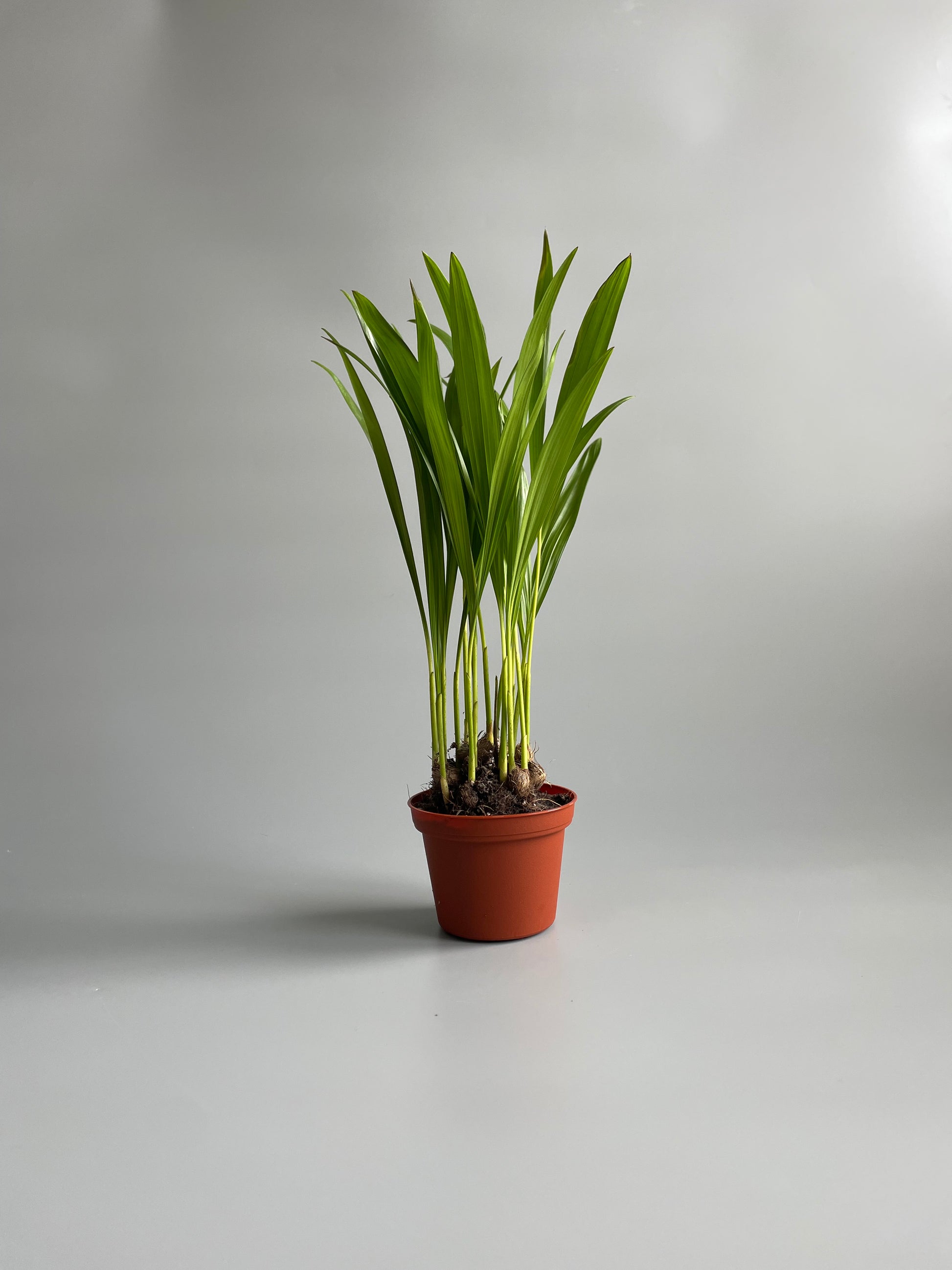 A young Areca Palm (Pandanus) plant in a brown pot against a grey background.