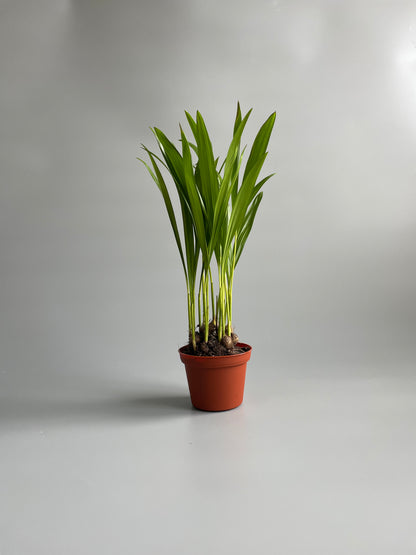 A young Areca Palm (Pandanus) plant in a brown pot against a grey background.