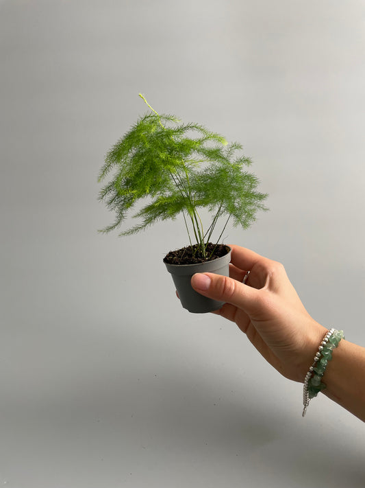 Asparagus Fern Terrarium Plant 