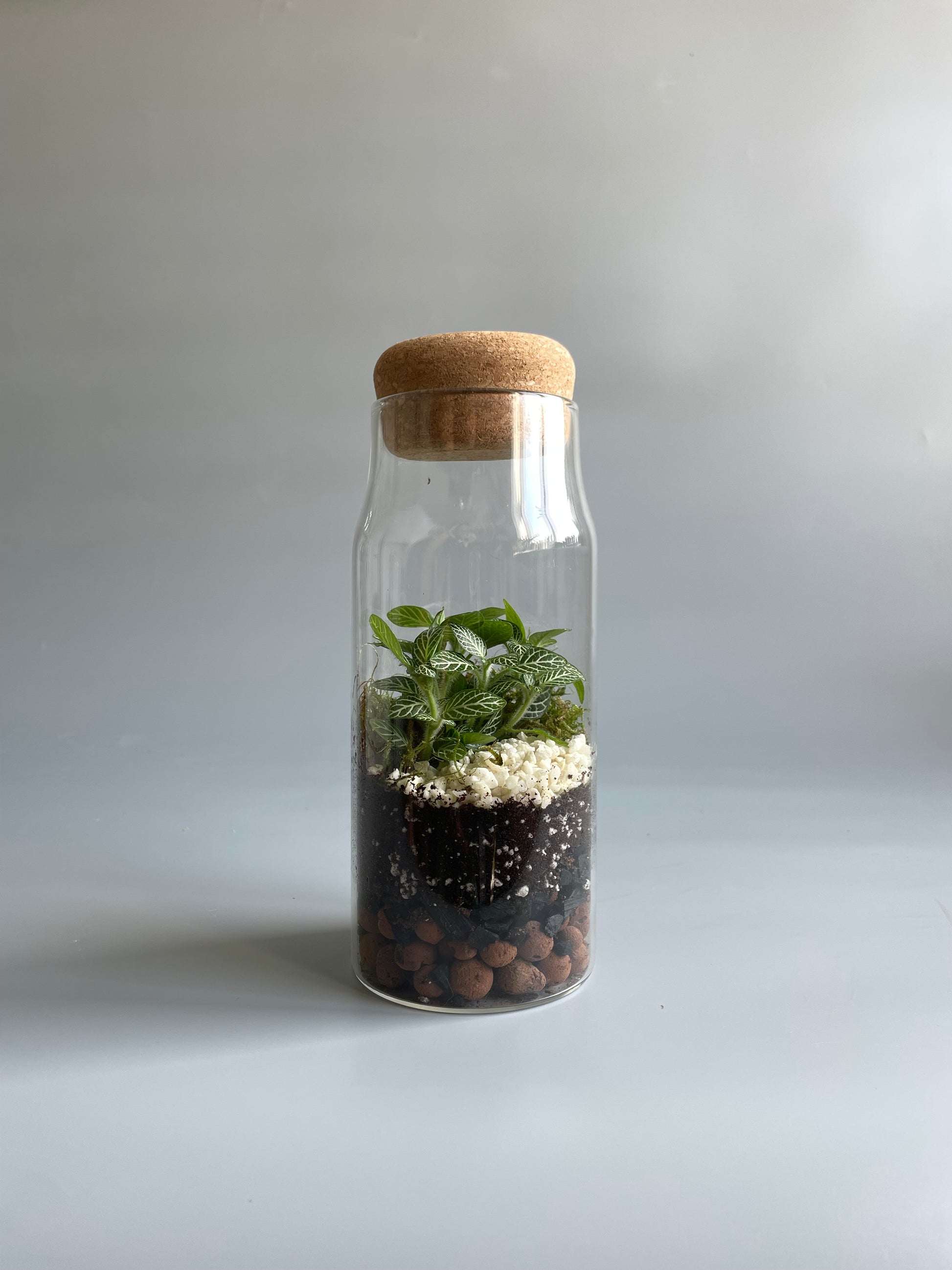 Glass bottle terrarium with a cork lid containing soil, small plants, and pebbles on a light grey background