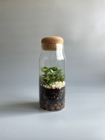 Glass bottle terrarium with a cork lid containing soil, small plants, and pebbles on a light grey background