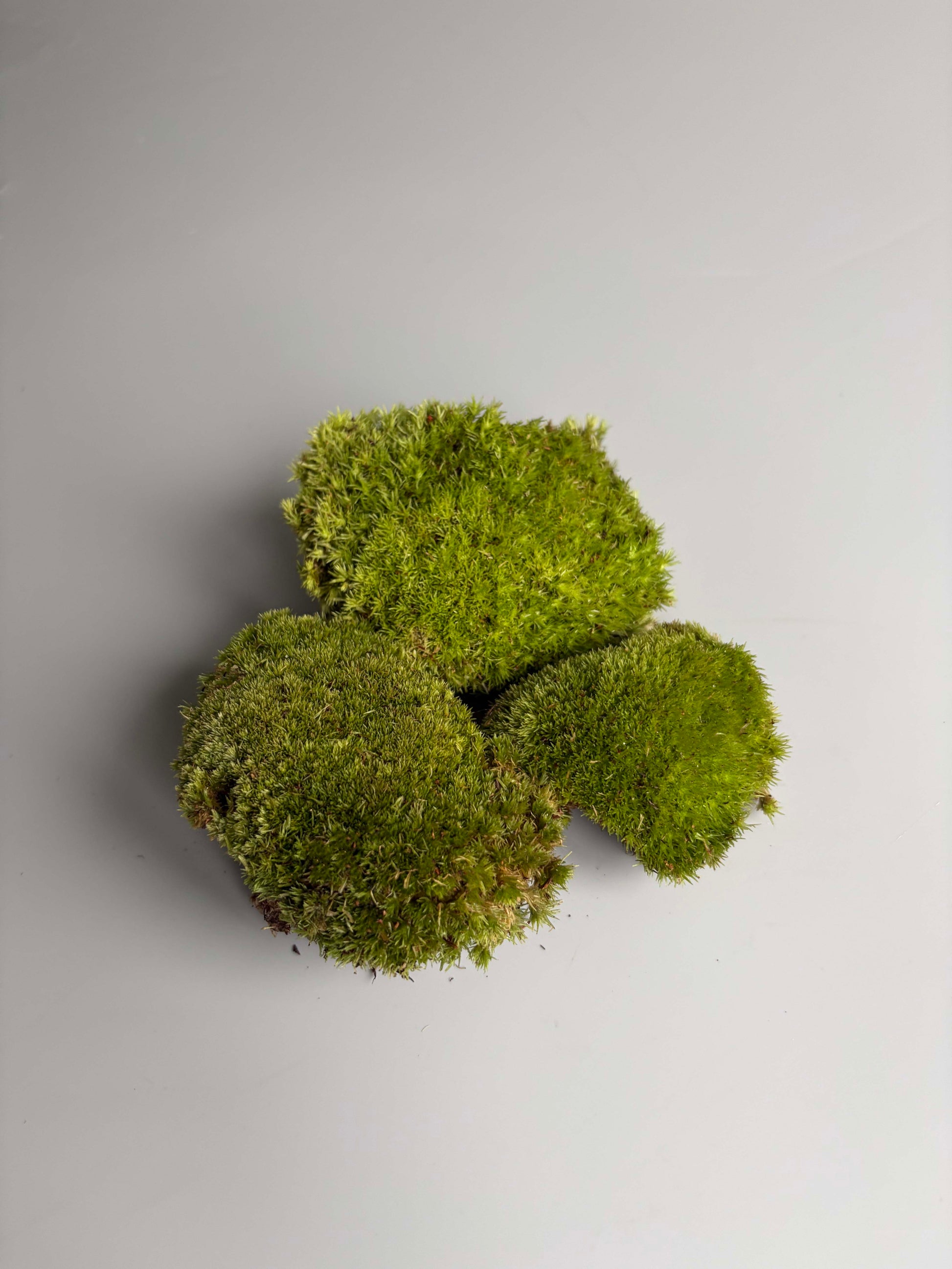 Bun Moss for Terrariums